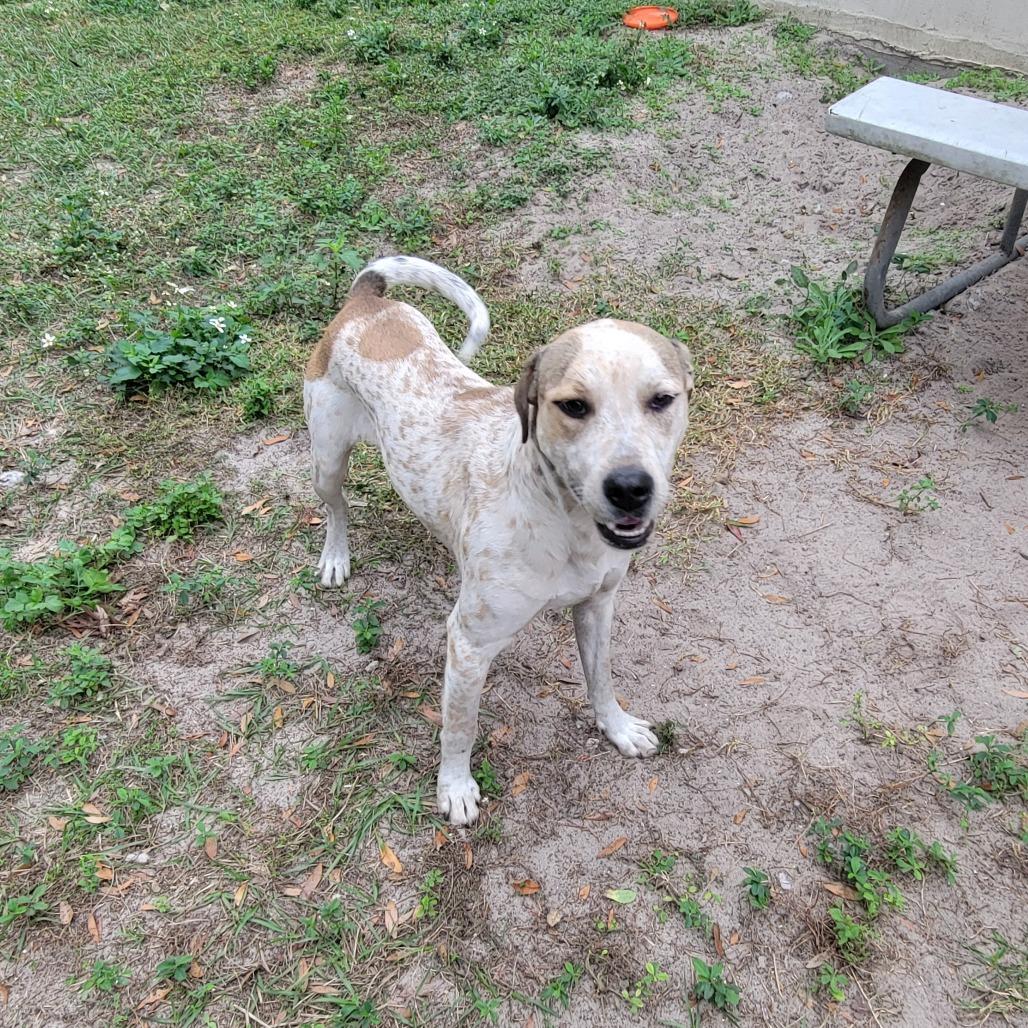 Enlarge Branch, a Adoptable Hound in Lake Panasoffkee, FL image 6/6