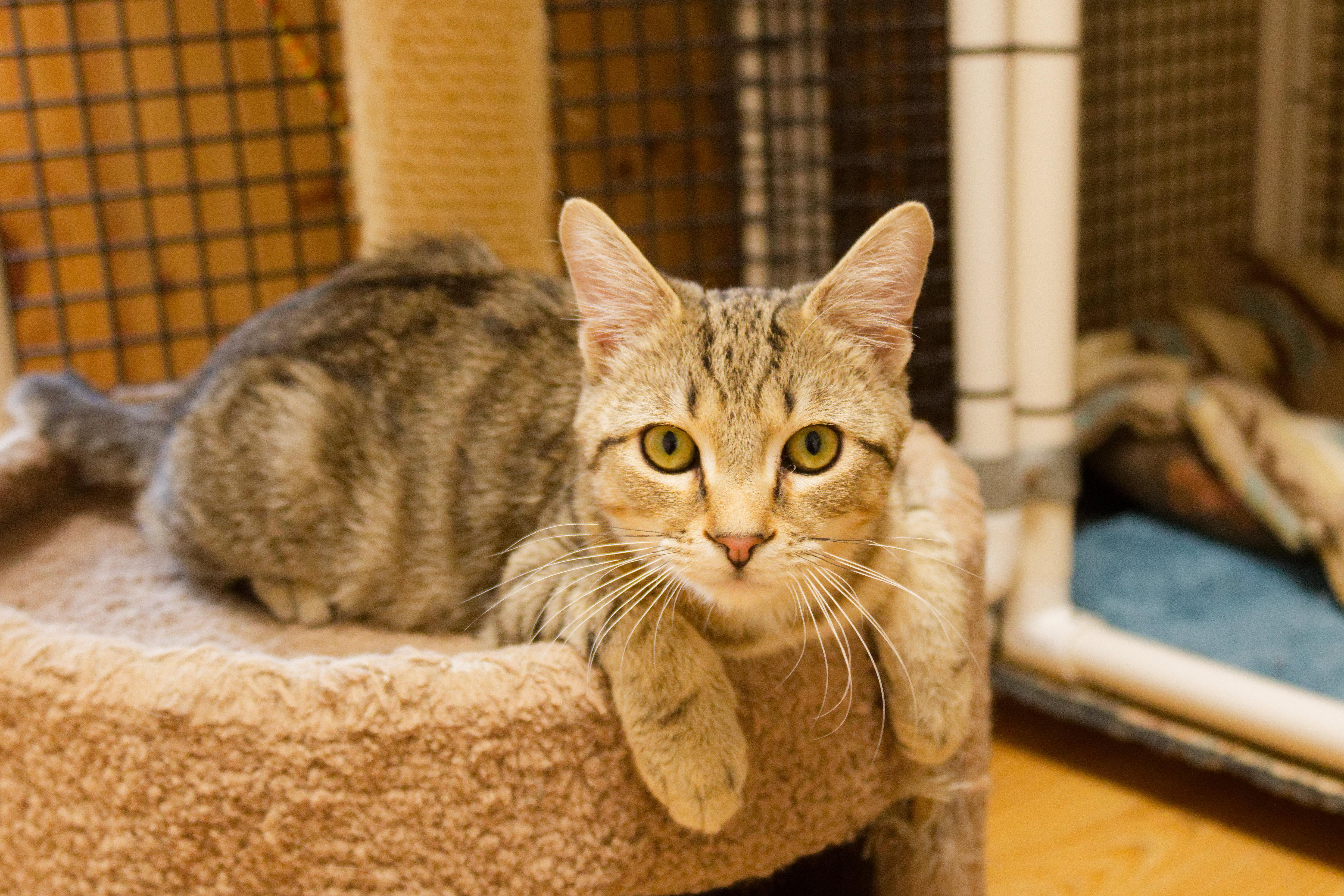 Enlarge Peewee, an adopted Domestic Short Hair in Urbana, OH image 4/6