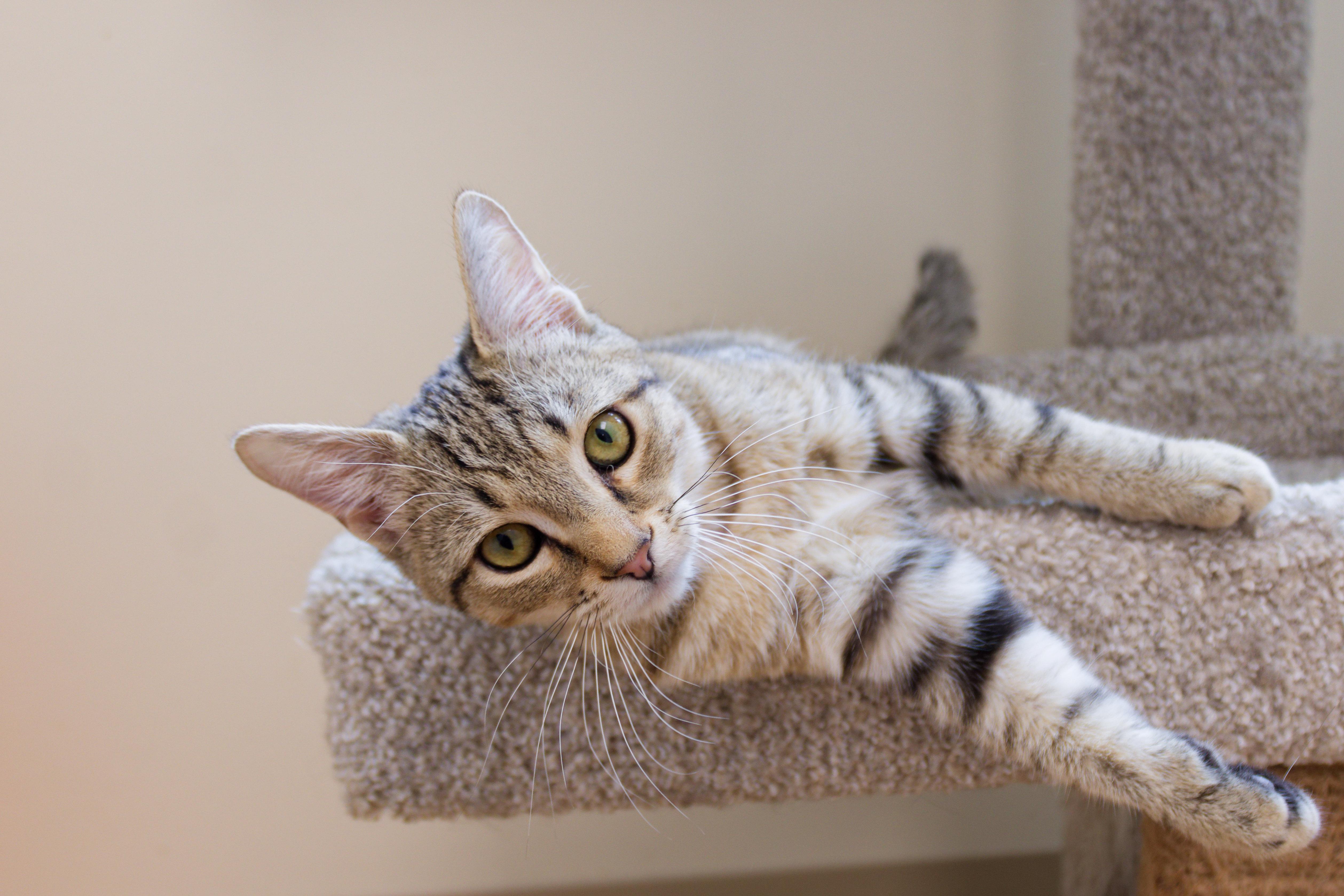 Enlarge Peewee, an adopted Domestic Short Hair in Urbana, OH image 5/6