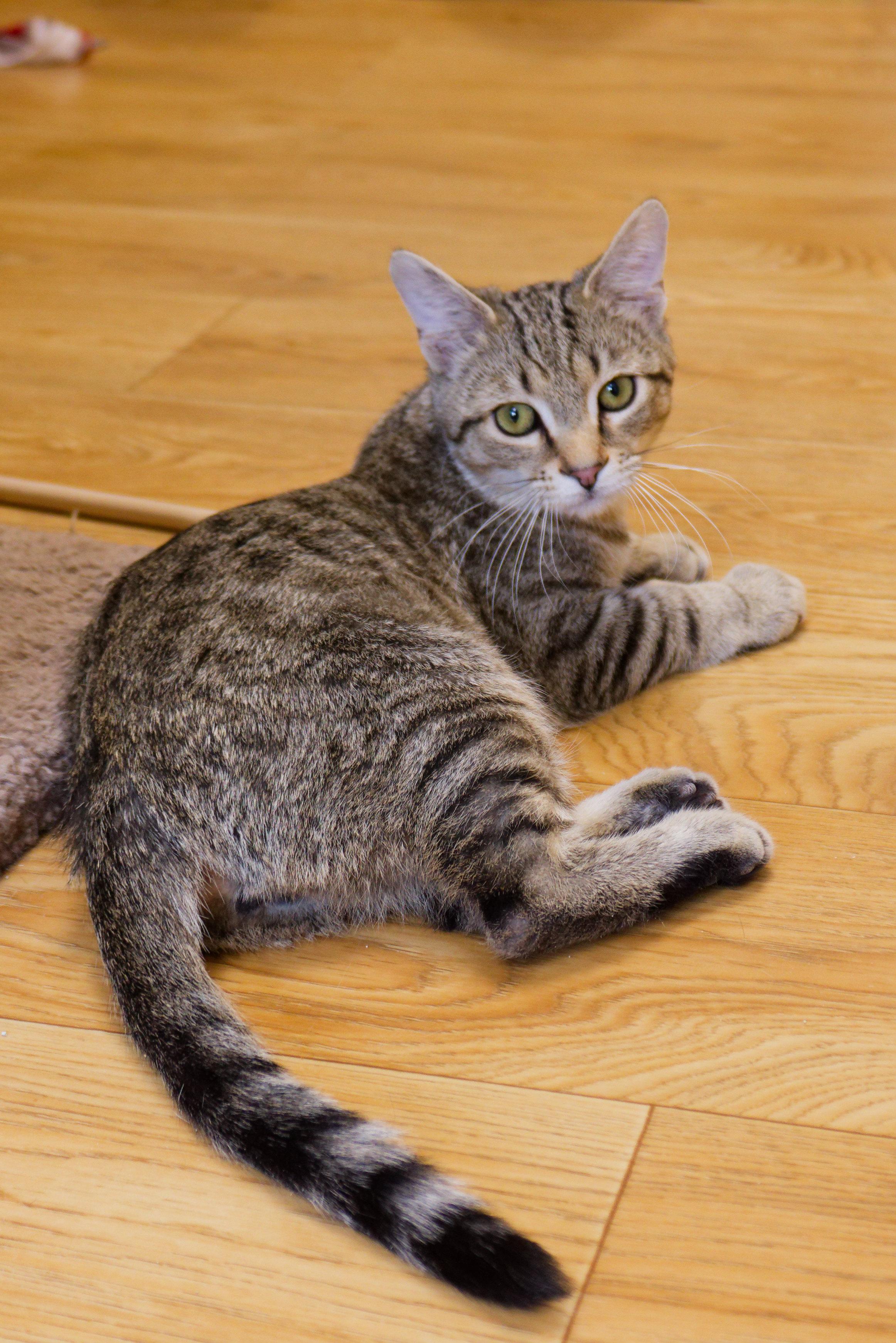 Enlarge Peewee, an adopted Domestic Short Hair in Urbana, OH image 2/6