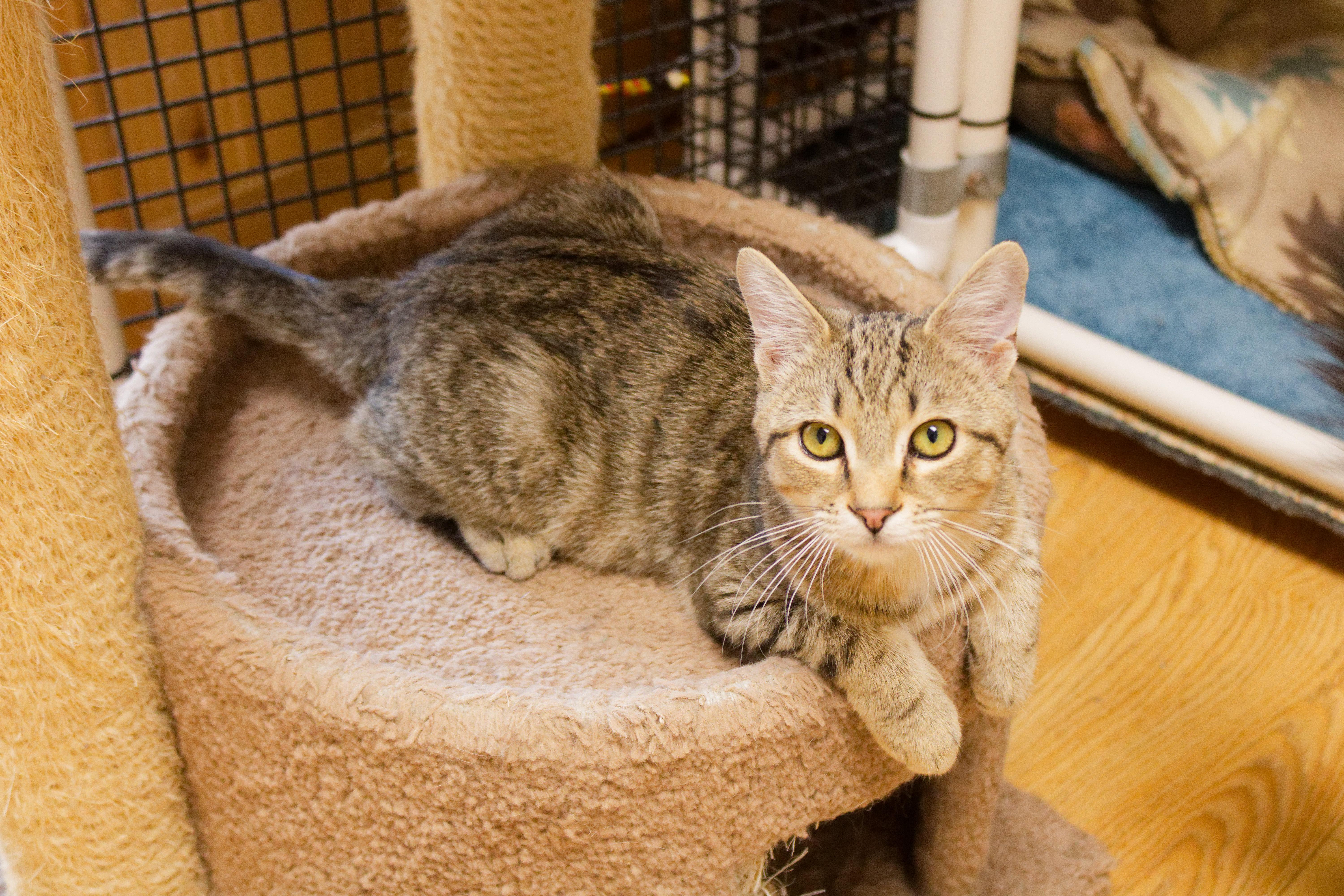 Enlarge Peewee, an adopted Domestic Short Hair in Urbana, OH image 6/6