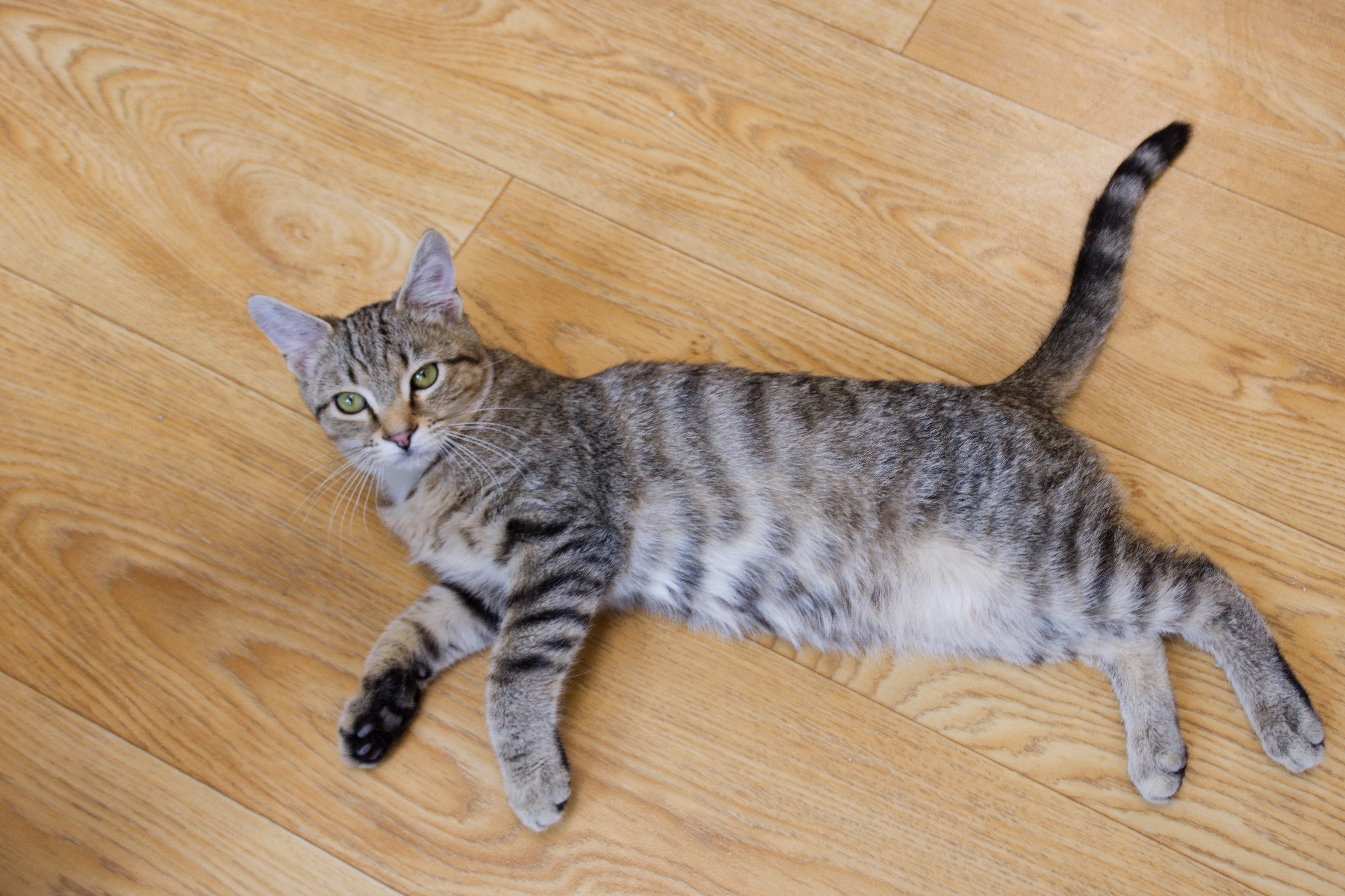 Enlarge Peewee, an adopted Domestic Short Hair in Urbana, OH image 3/6