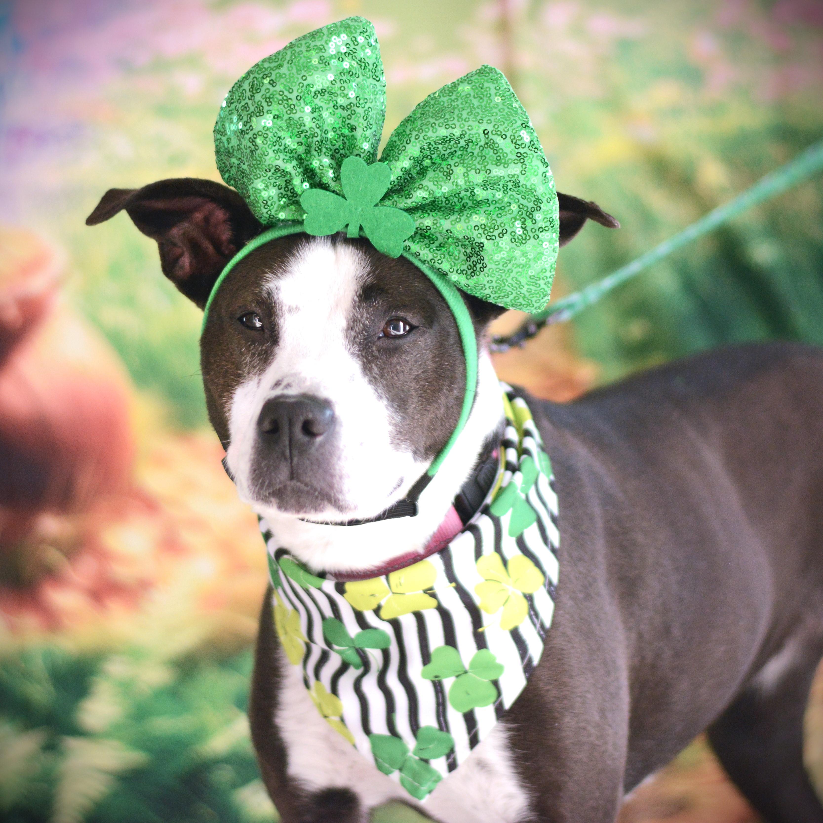 Caroline, an adoptable mixed breed in Amsterdam, NY image 1/6