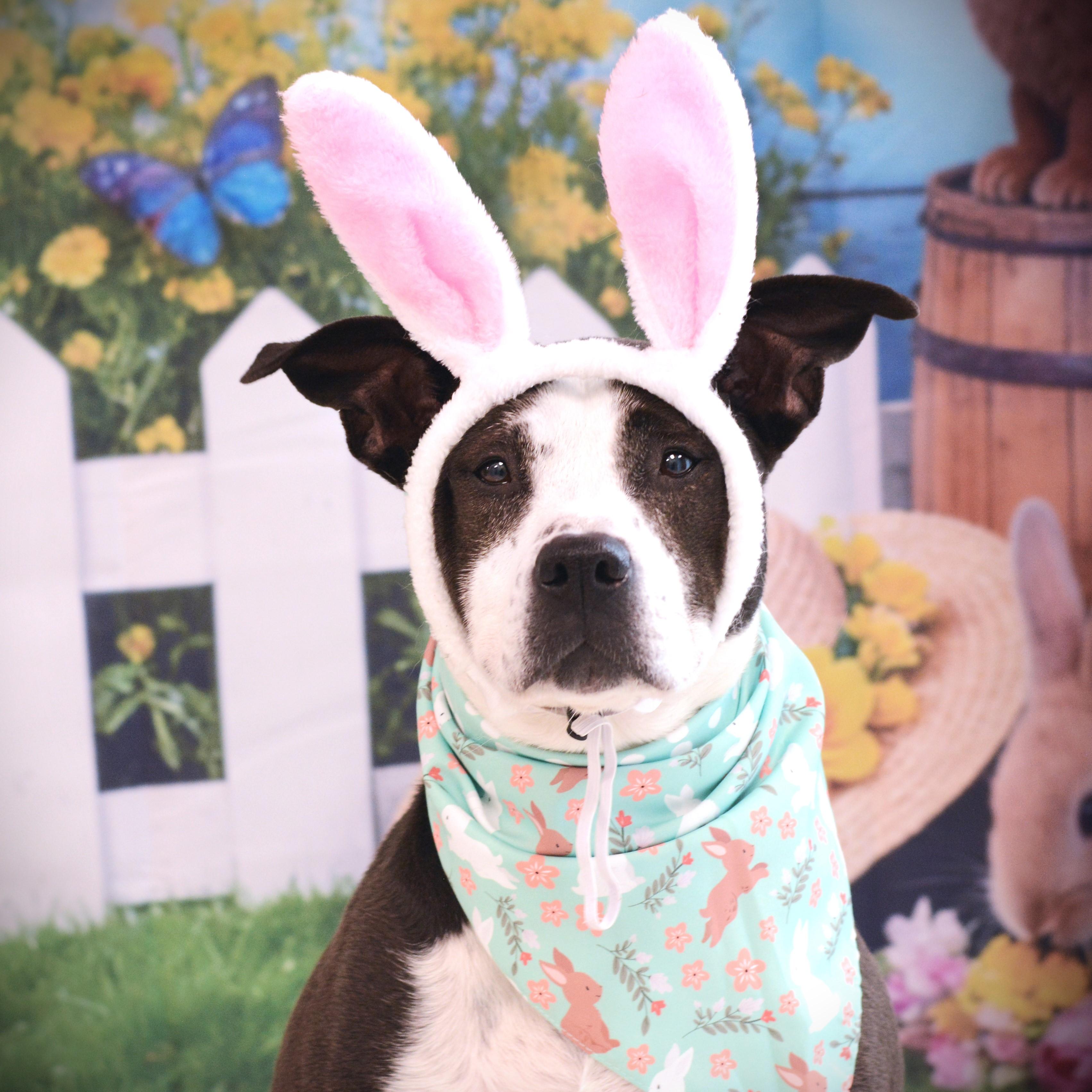 Enlarge Caroline, an adoptable mixed breed in Amsterdam, NY image 1/6