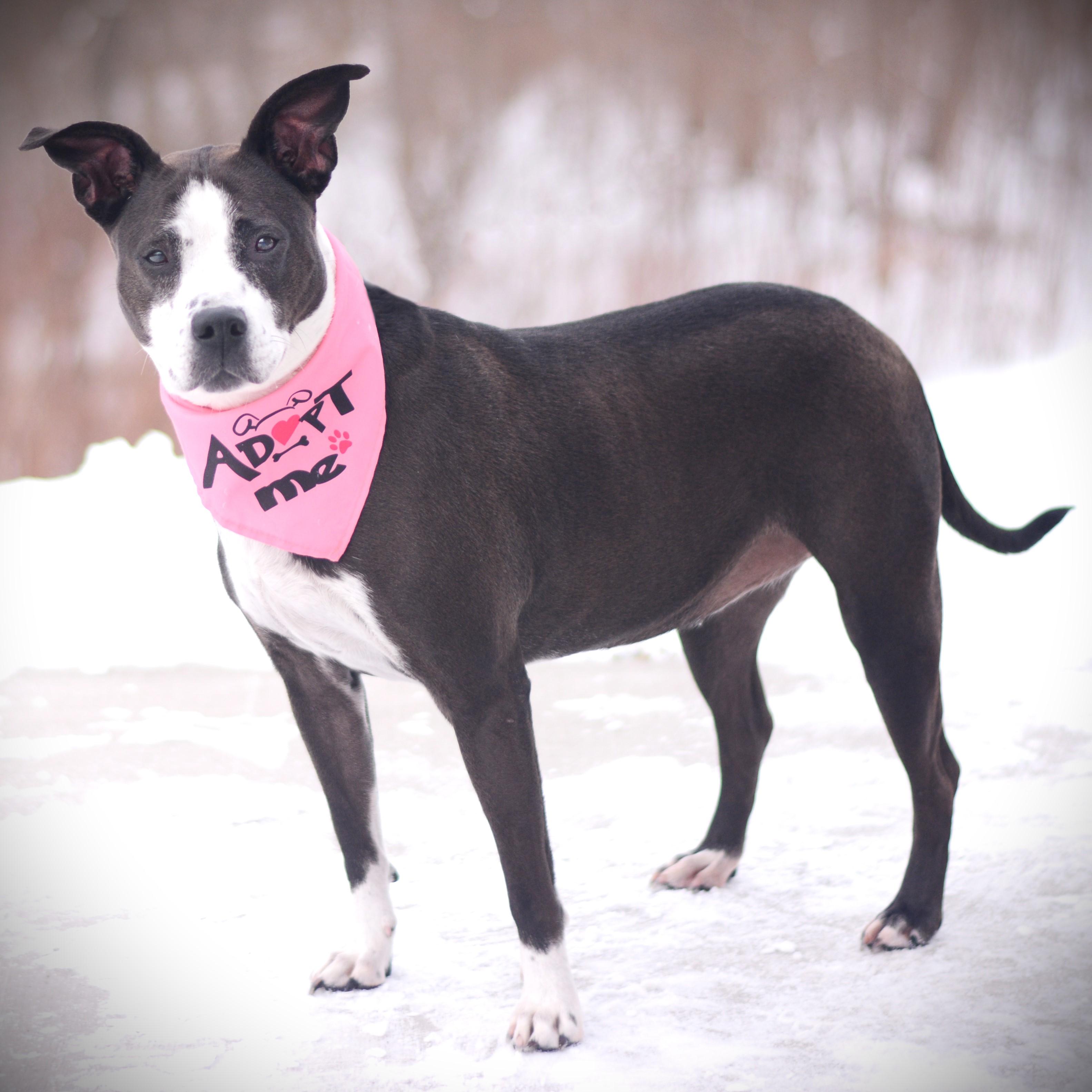 Caroline, an adoptable mixed breed in Amsterdam, NY image 5/6