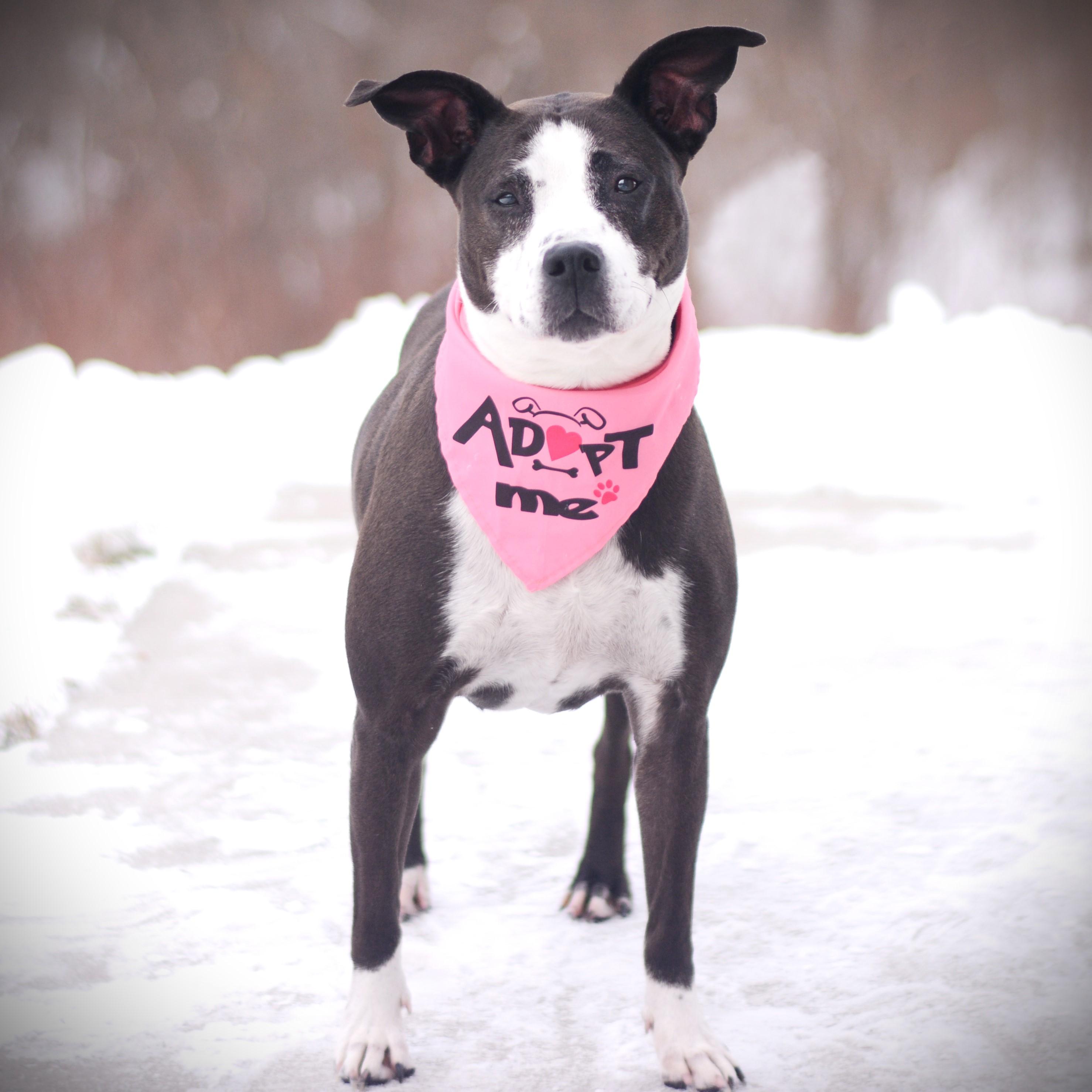 Caroline, an adoptable mixed breed in Amsterdam, NY image 4/6