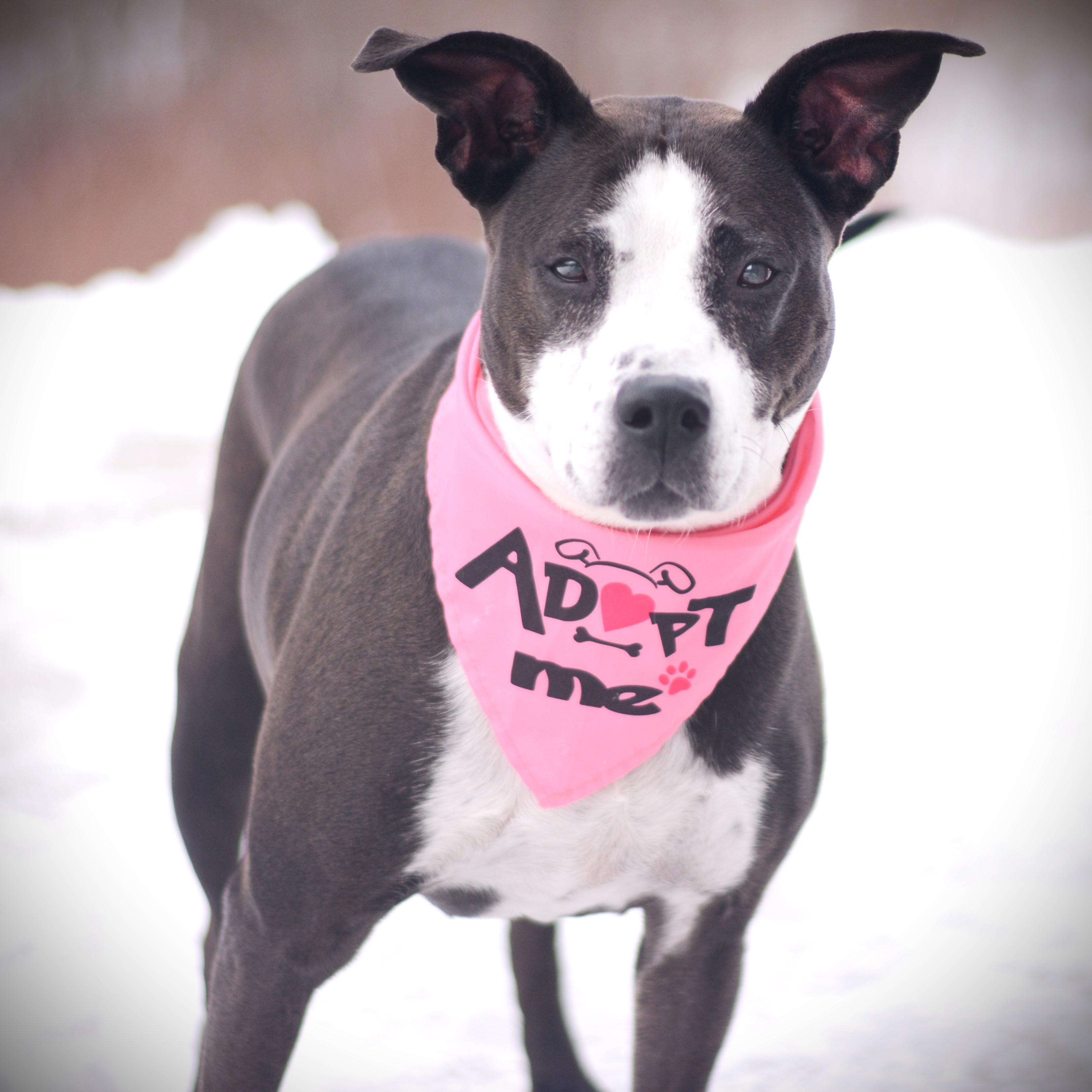 Caroline, an adoptable mixed breed in Amsterdam, NY image 6/6
