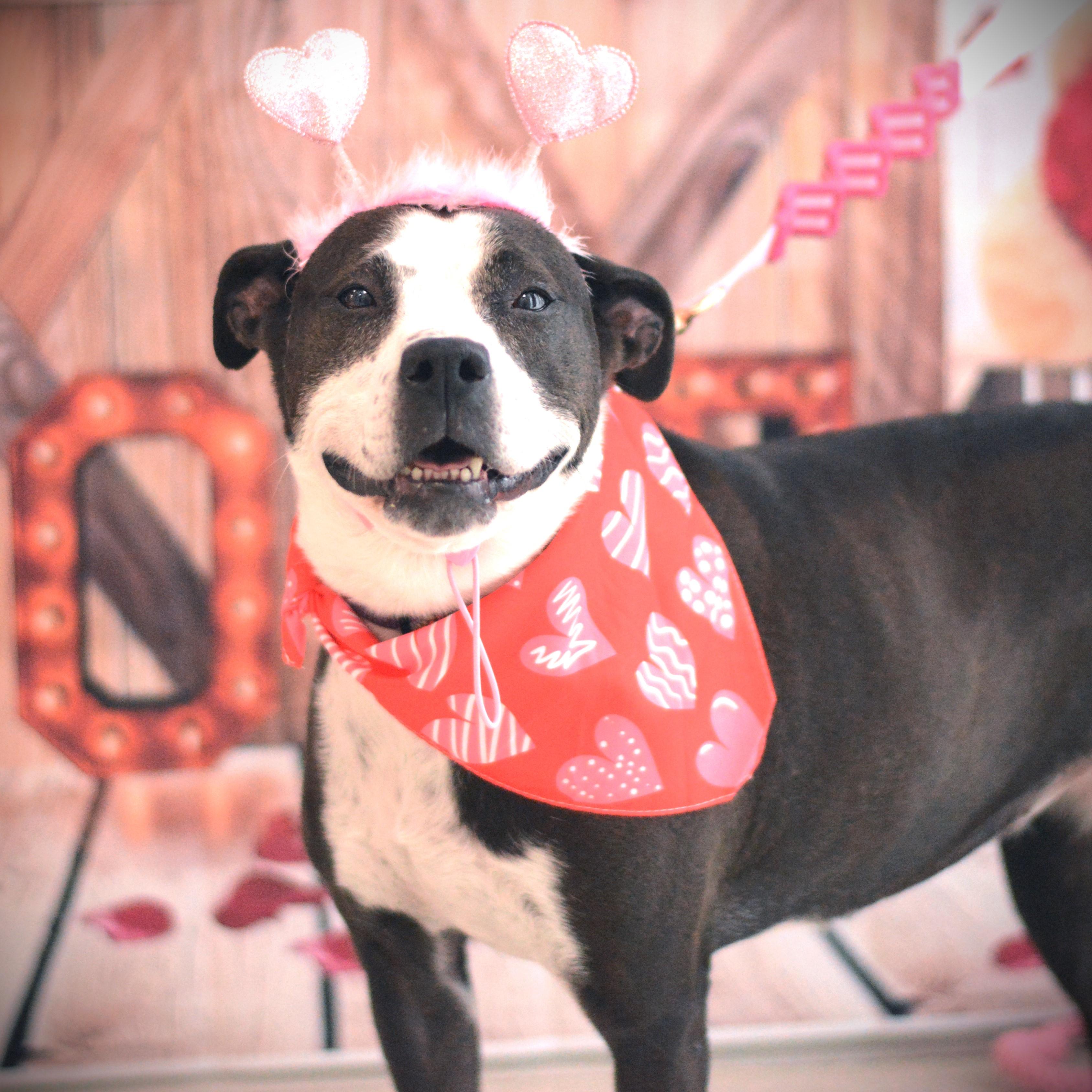 Caroline, an adoptable mixed breed in Amsterdam, NY image 2/6