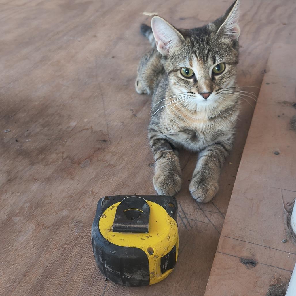 Cleo, Adoptable, Kitten Female Domestic Short Hair.