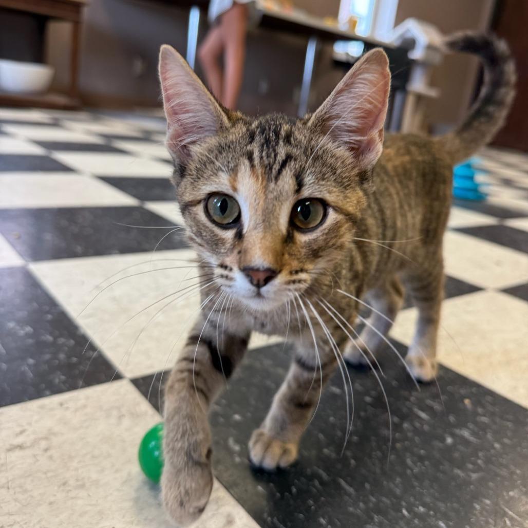 Cleo, Adoptable, Kitten Female Domestic Short Hair.