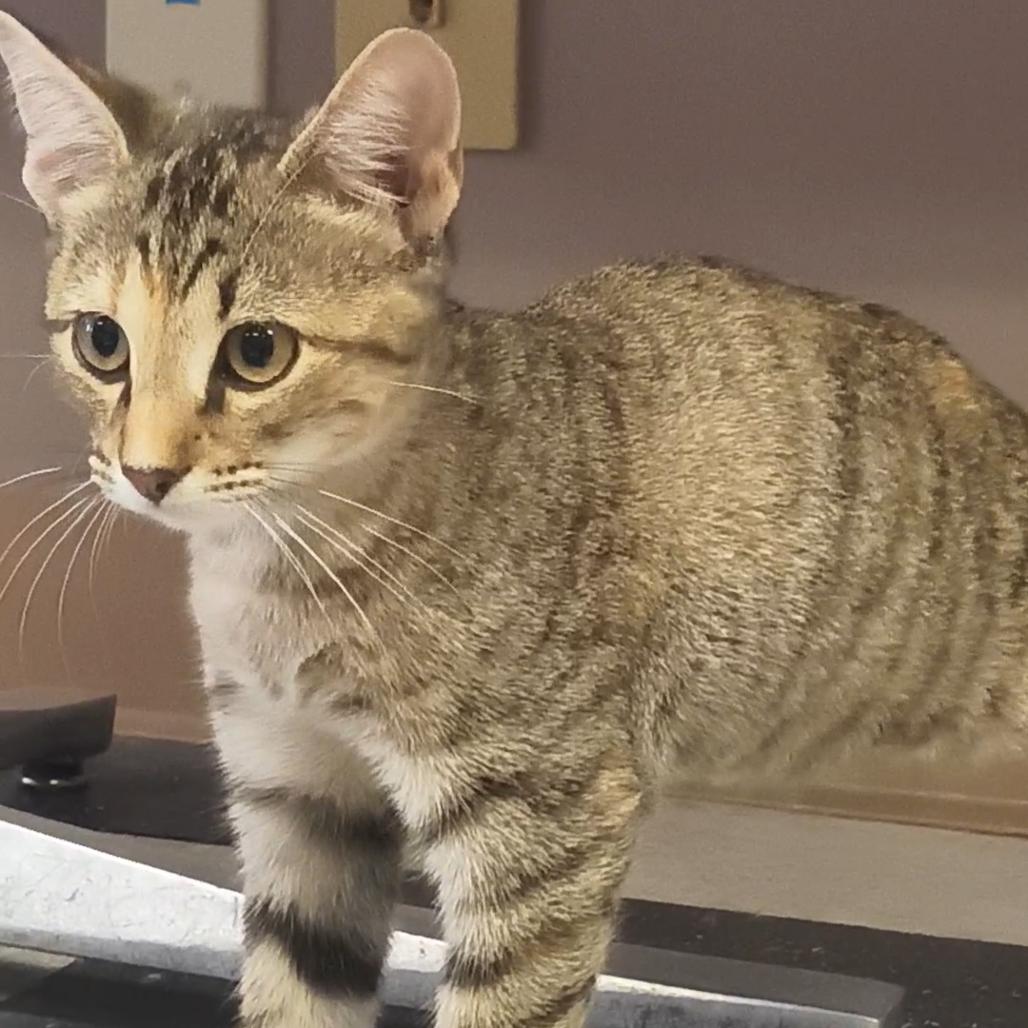 Cleo, a Adoptable Domestic Short Hair in Okmulgee, OK image 2/2