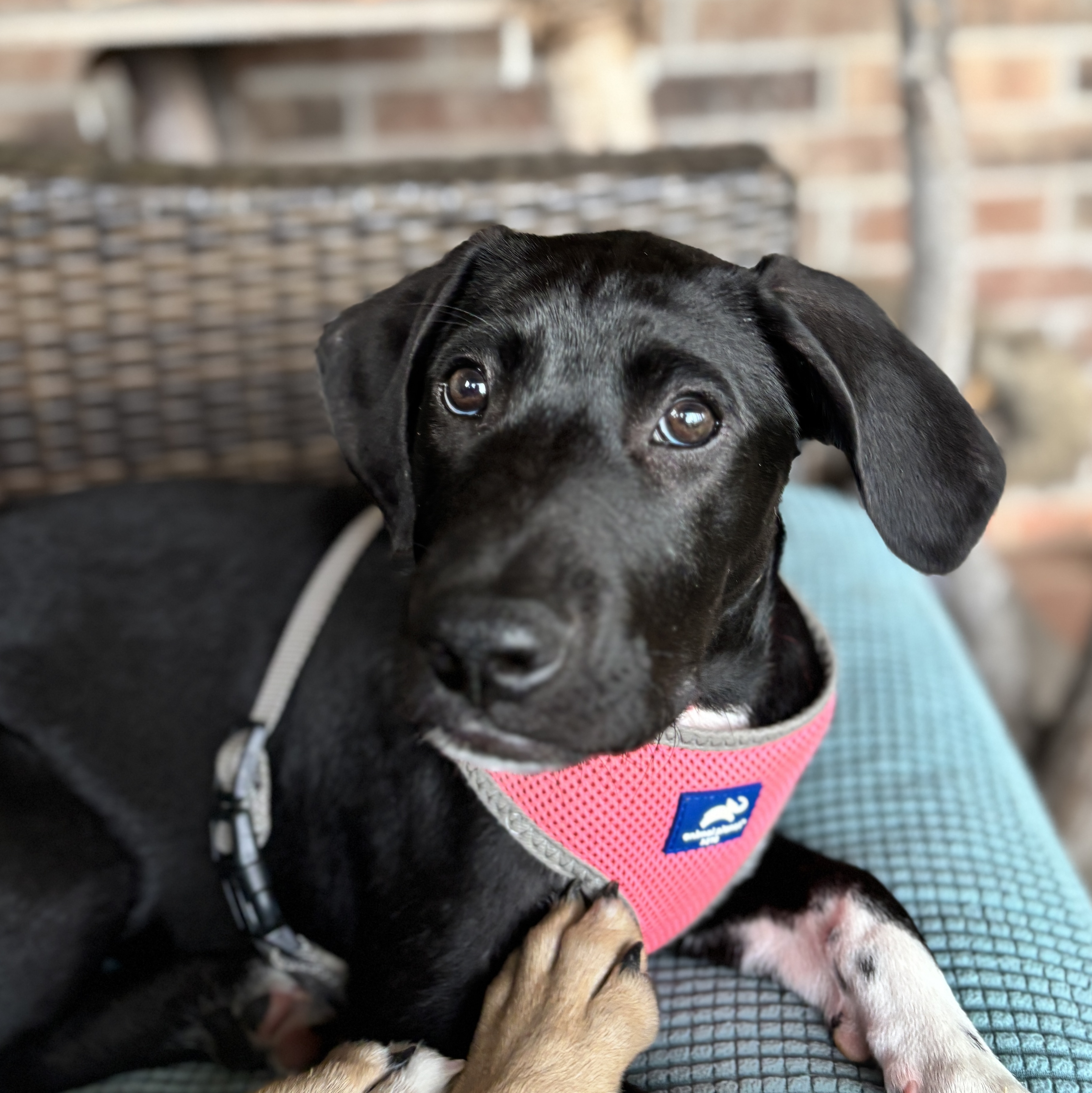 Dog for adoption Jackie, a Retriever & Terrier Mix in Boise, ID