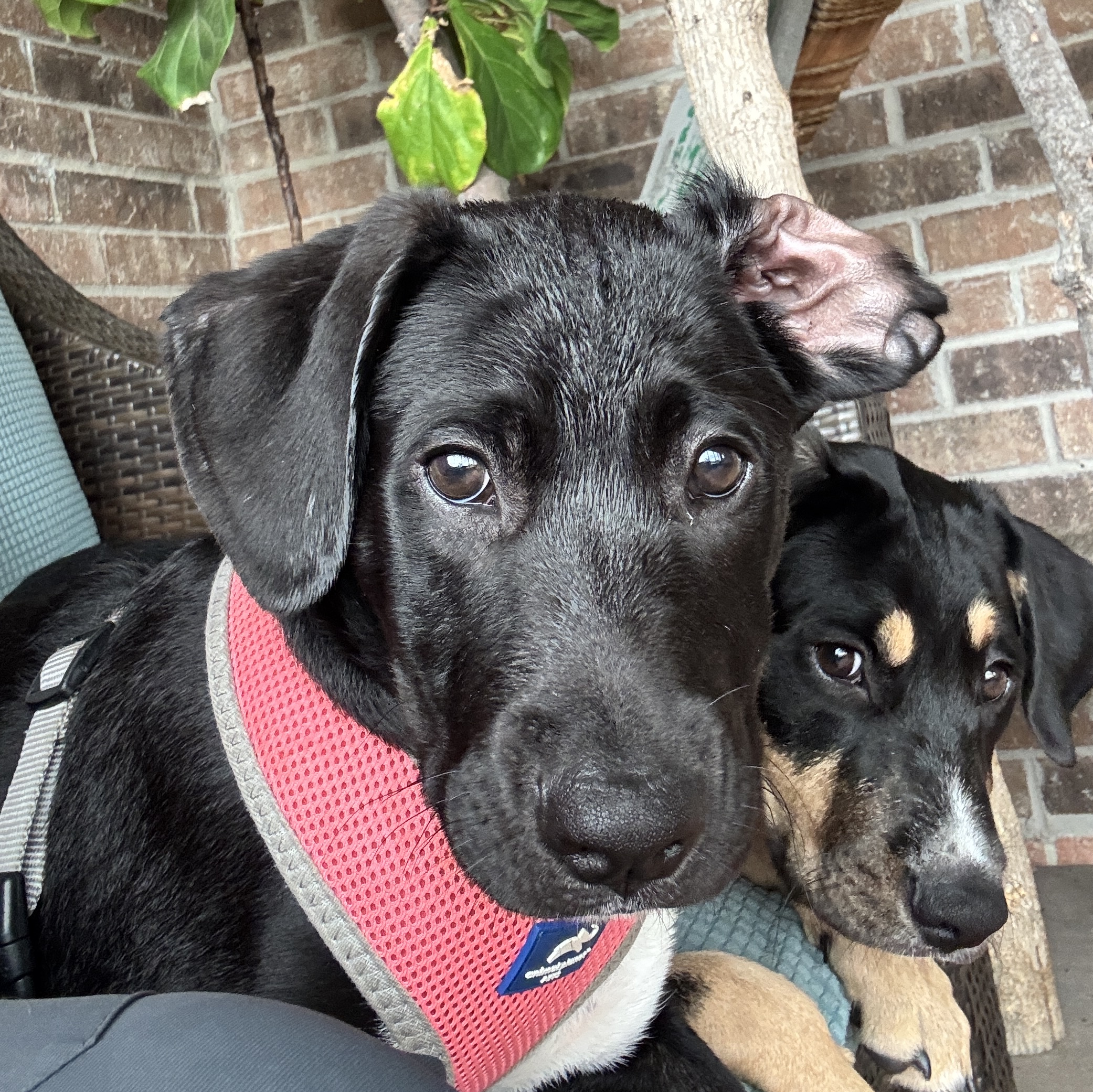 Dog for adoption Jackie, a Retriever & Terrier Mix in Boise, ID