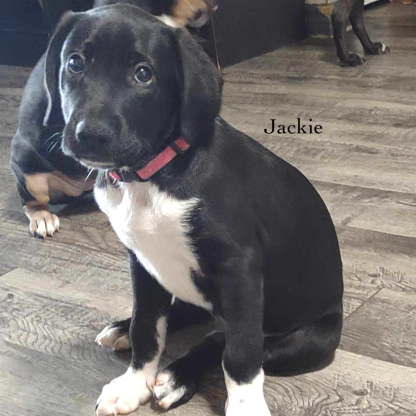 Dog for adoption Jackie, a Retriever & Terrier Mix in Boise, ID