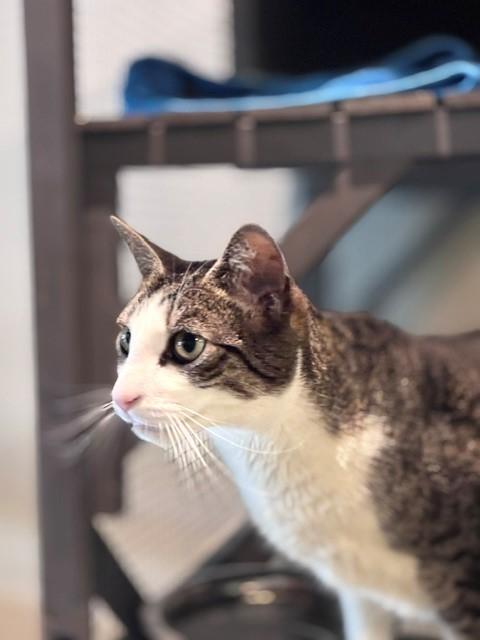 Enlarge Taco, a Adoptable Tabby in Eagle, CO image 2/5