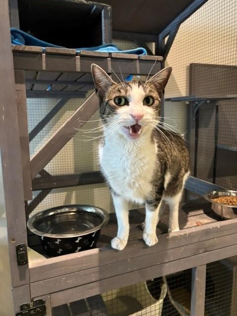 Taco, ADOPTABLE, Adult Male Tabby.