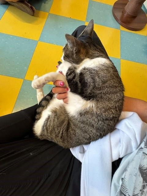 Enlarge Taco, a Adoptable Tabby in Eagle, CO image 3/5