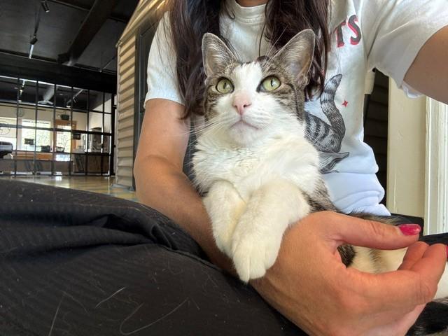 Taco, Adoptable, Adult Male Tabby.