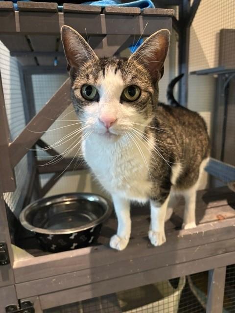 Enlarge Taco, a Adoptable Tabby in Eagle, CO image 5/5