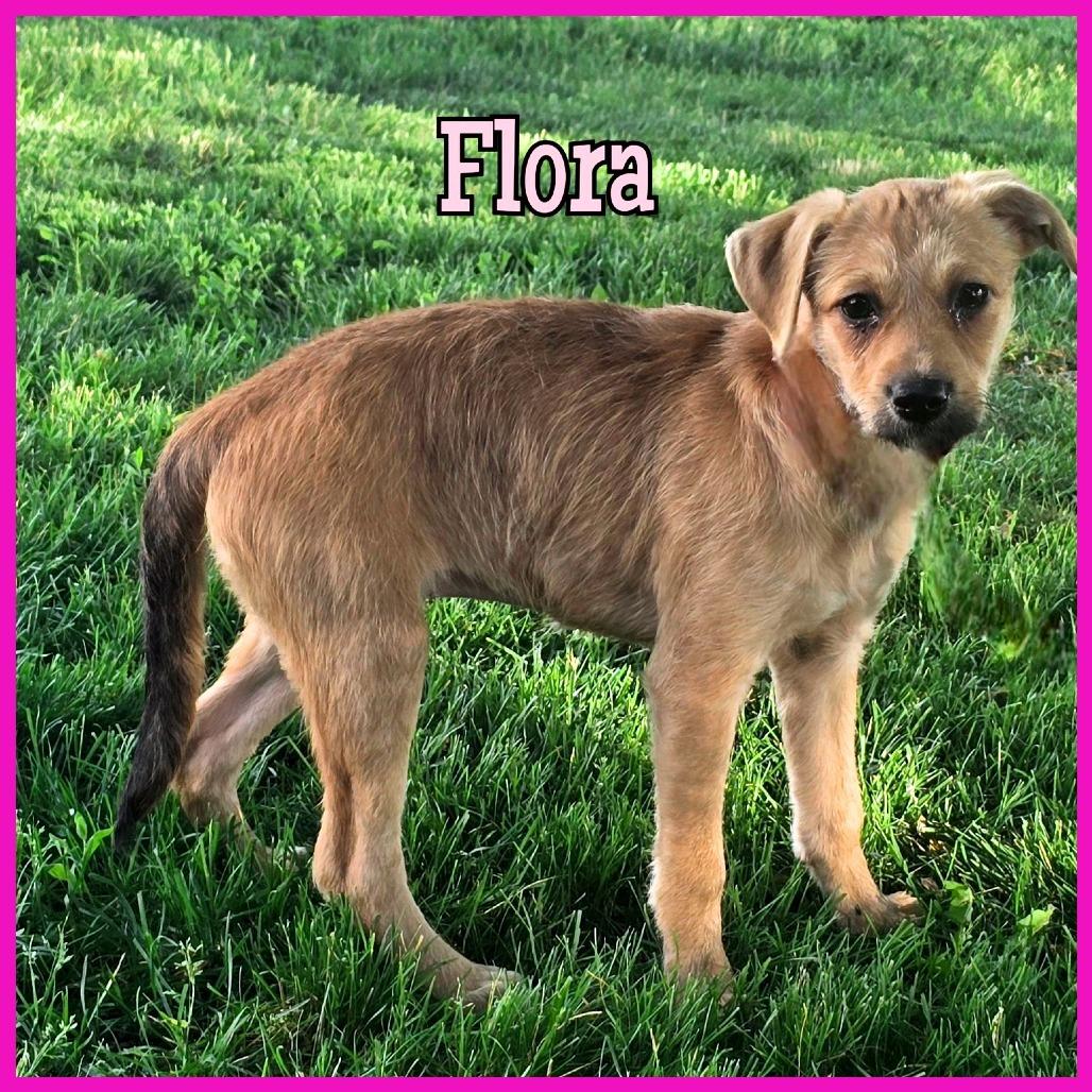 Flora, a Adoptable Mixed Breed in Joliet, IL image 2/5