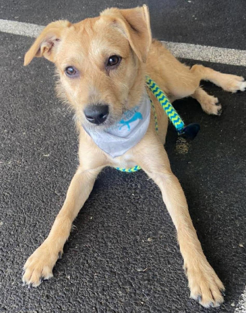 Enlarge Flora, a Adoptable Mixed Breed in Joliet, IL image 2/6