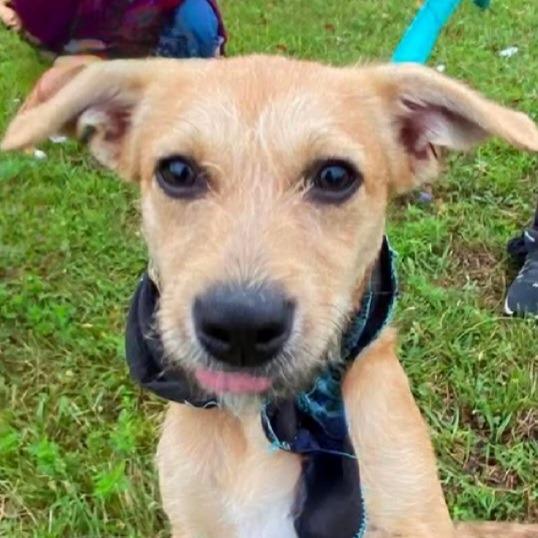 Flora, Adoptable, Young Female Mixed Breed.