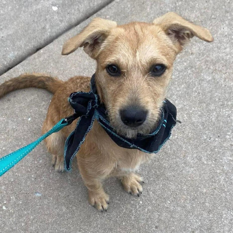 Flora, a Adoptable Mixed Breed in Joliet, IL image 3/5
