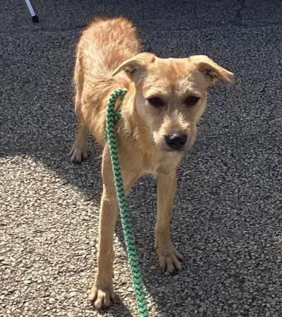 Enlarge Flora, a Adoptable Mixed Breed in Joliet, IL image 5/6