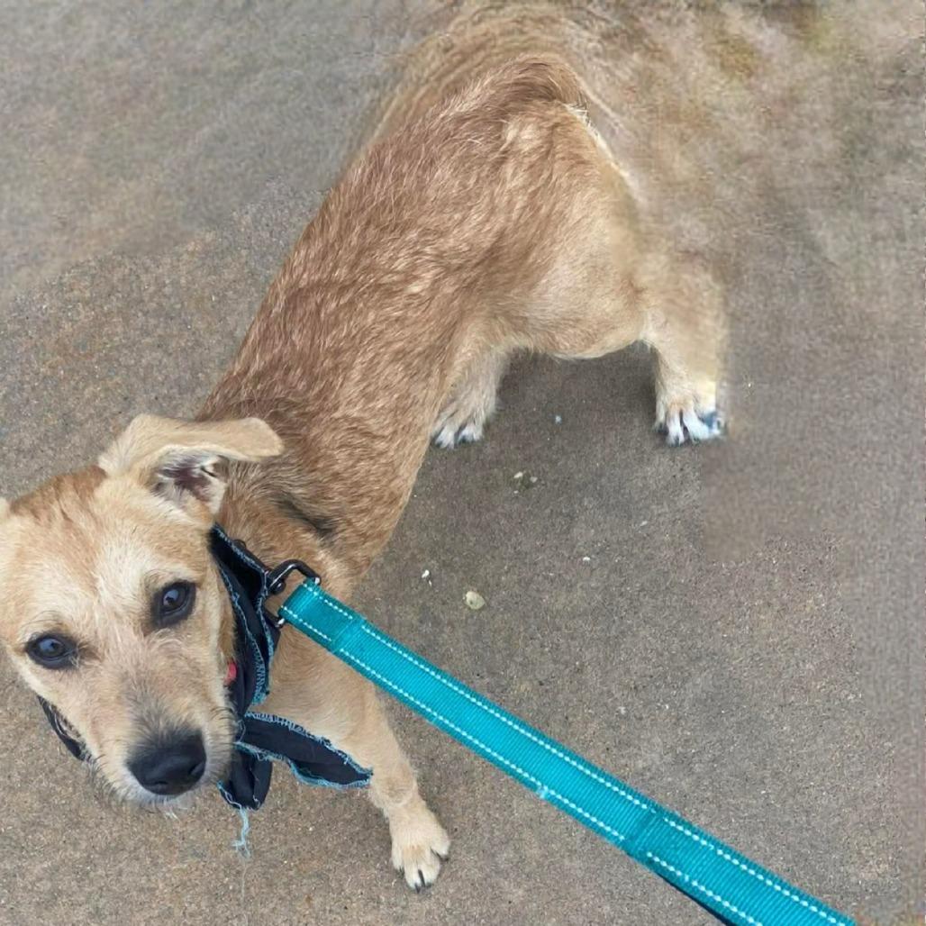 Flora, a Adoptable Mixed Breed in Joliet, IL image 5/5