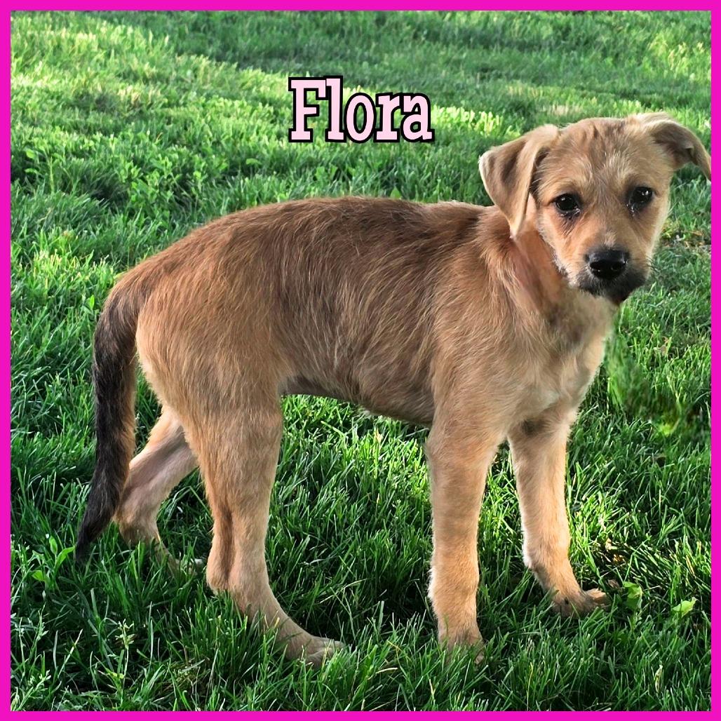 Flora, Adoptable, Puppy Female Mixed Breed.