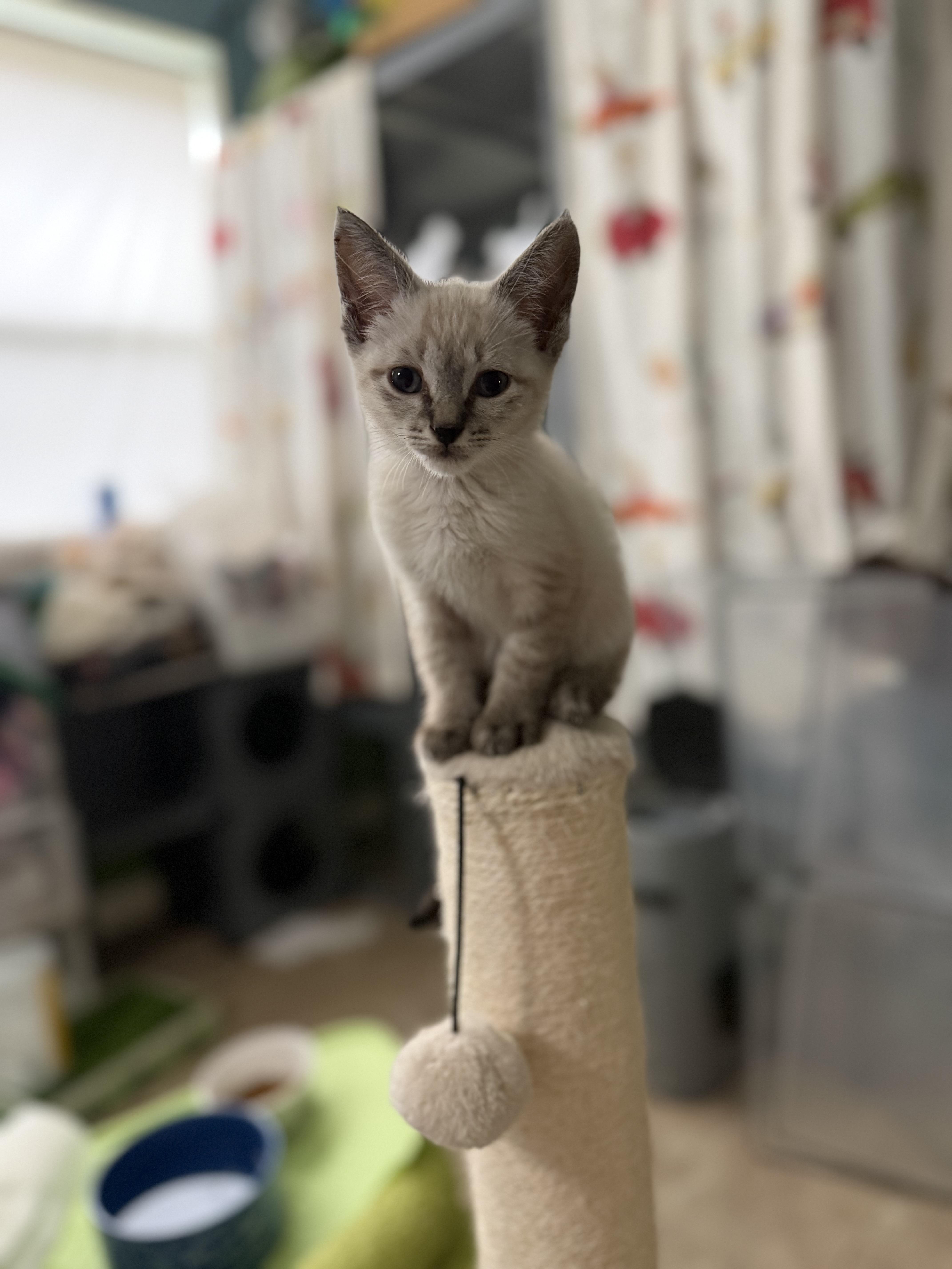 Brooke, Adoptable, Kitten Female Domestic Short Hair.