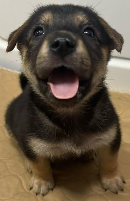 Alvin (pre-adoption)