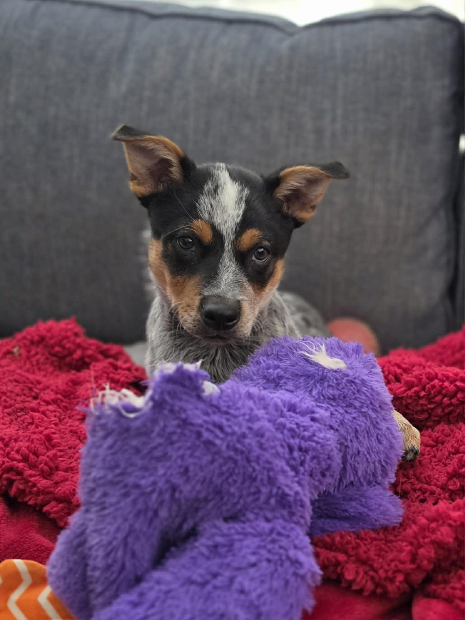 Bodie, a ADOPTABLE mixed breed in Clinton, UT image 1/2