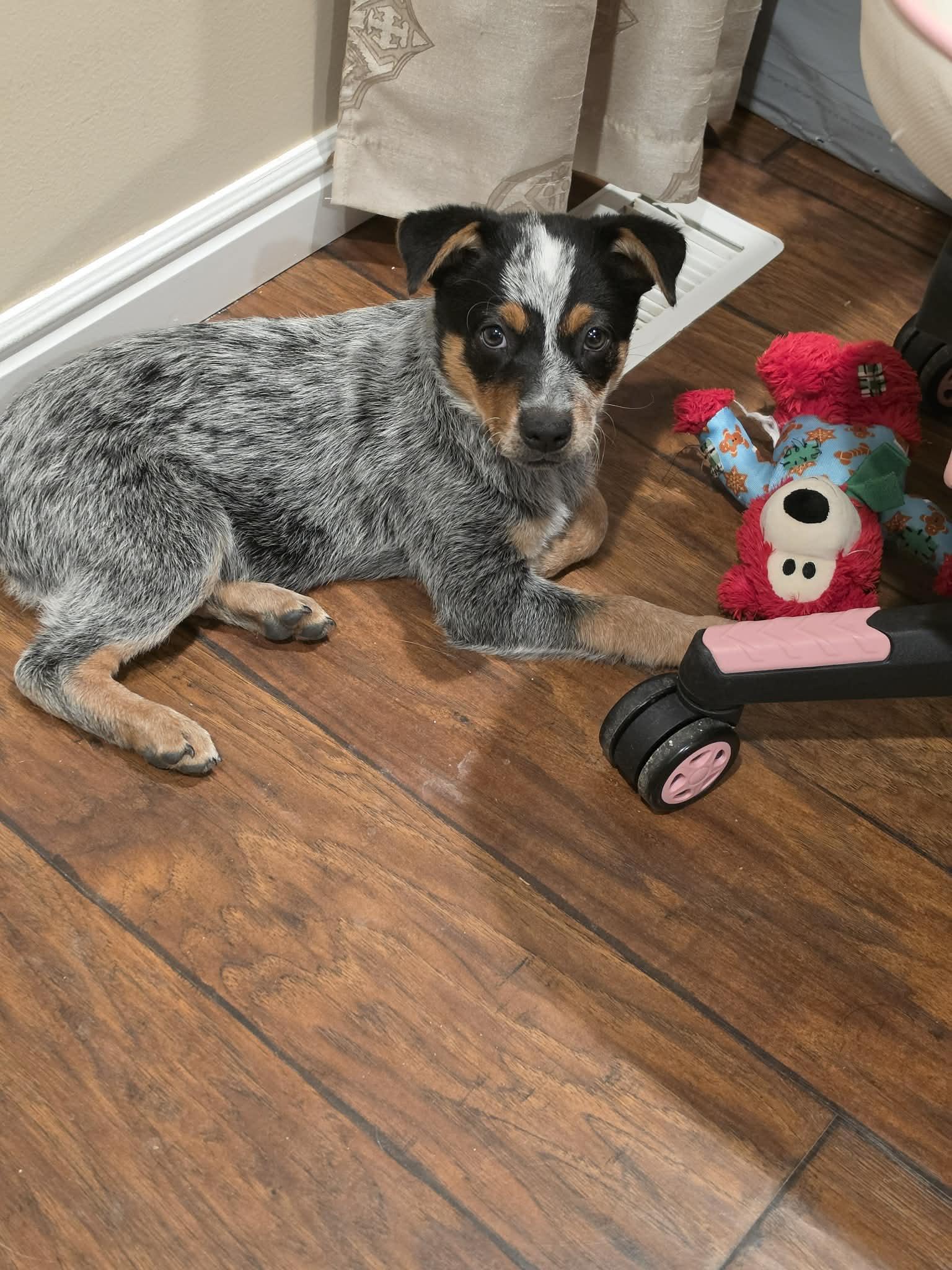 Bodie, a ADOPTABLE mixed breed in Clinton, UT image 2/2