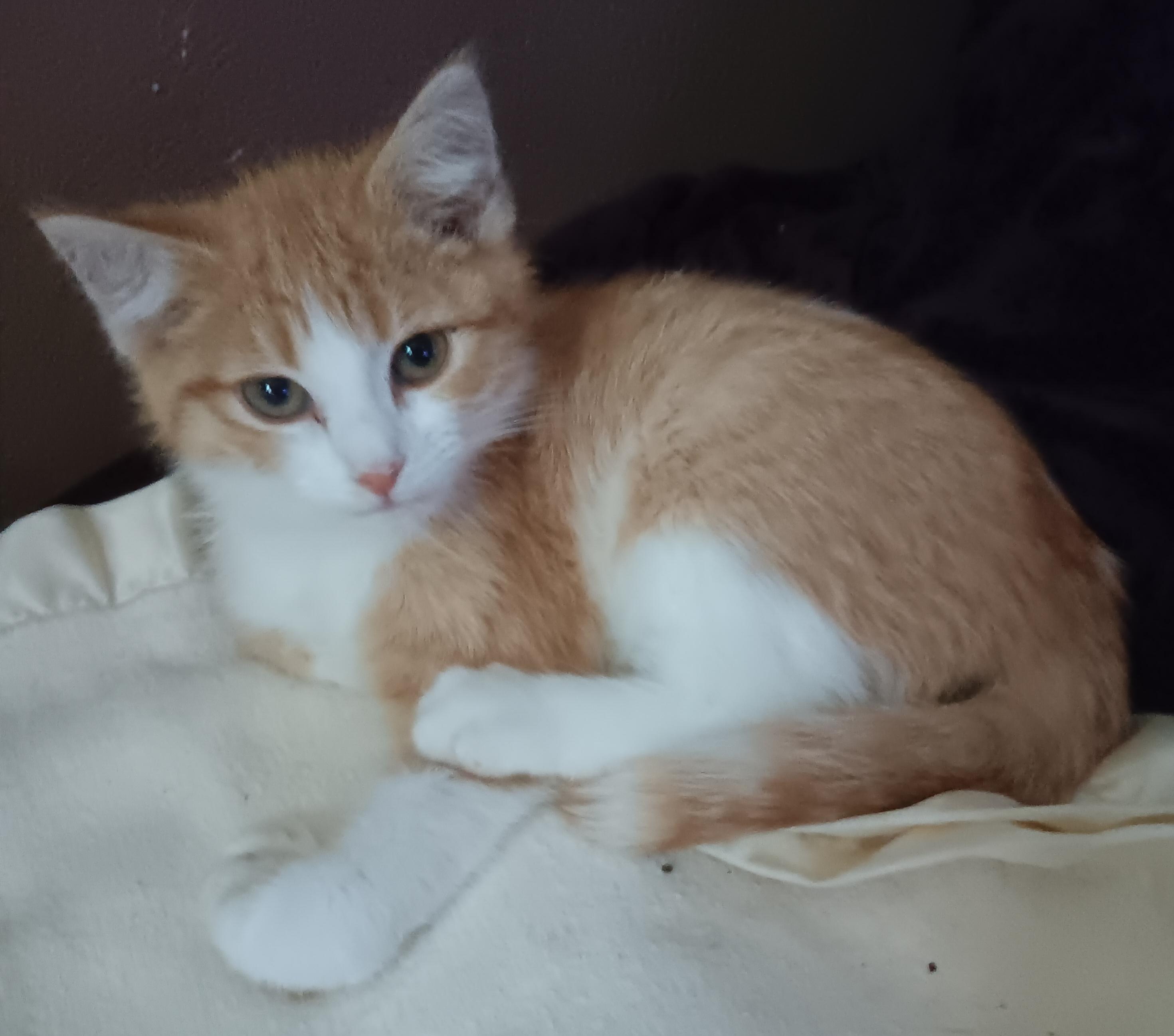 Neroli, Baby Male Domestic Short Hair