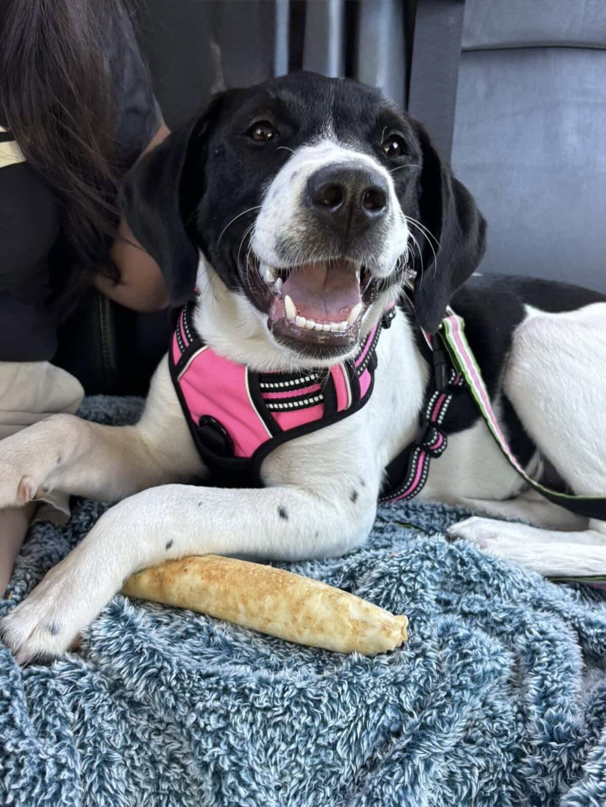 Aoife, Adoptable, Young Female Hound & Australian Cattle Dog / Blue Heeler.