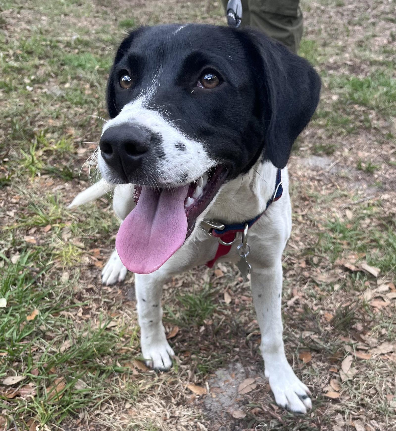 Enlarge Aoife, a Adoptable mixed breed in Sanford, FL image 2/3