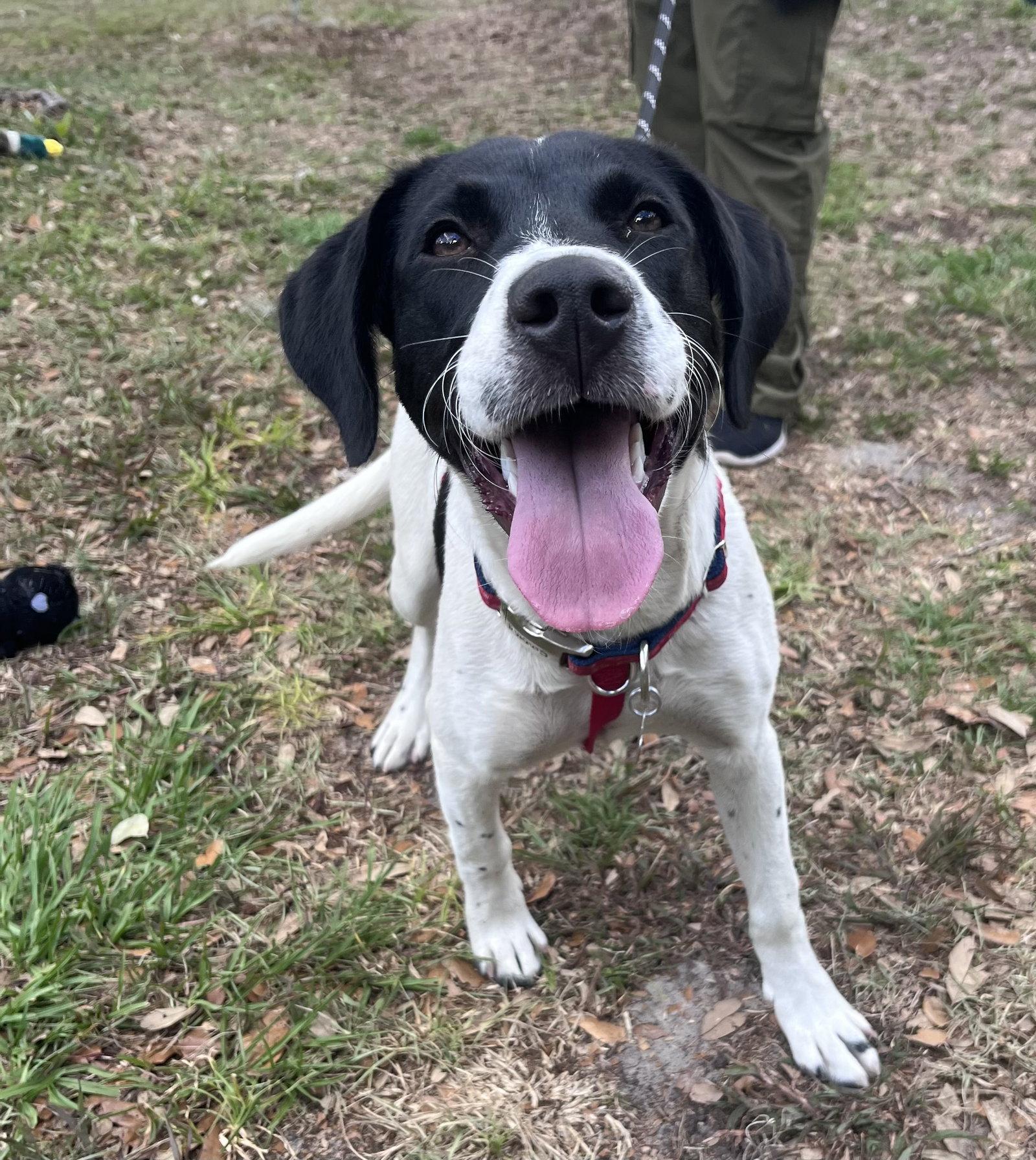 Enlarge Aoife, a Adoptable mixed breed in Sanford, FL image 3/3