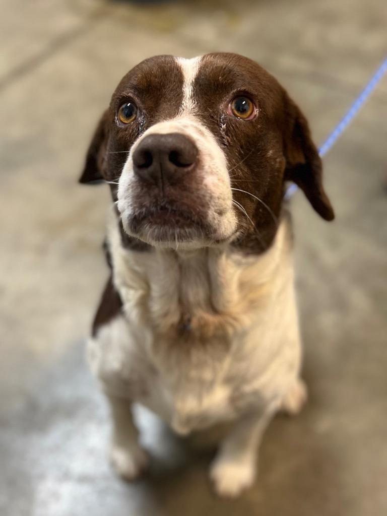 Enlarge Cooper, a Adoptable Mixed Breed in Calhoun, KY image 1/1