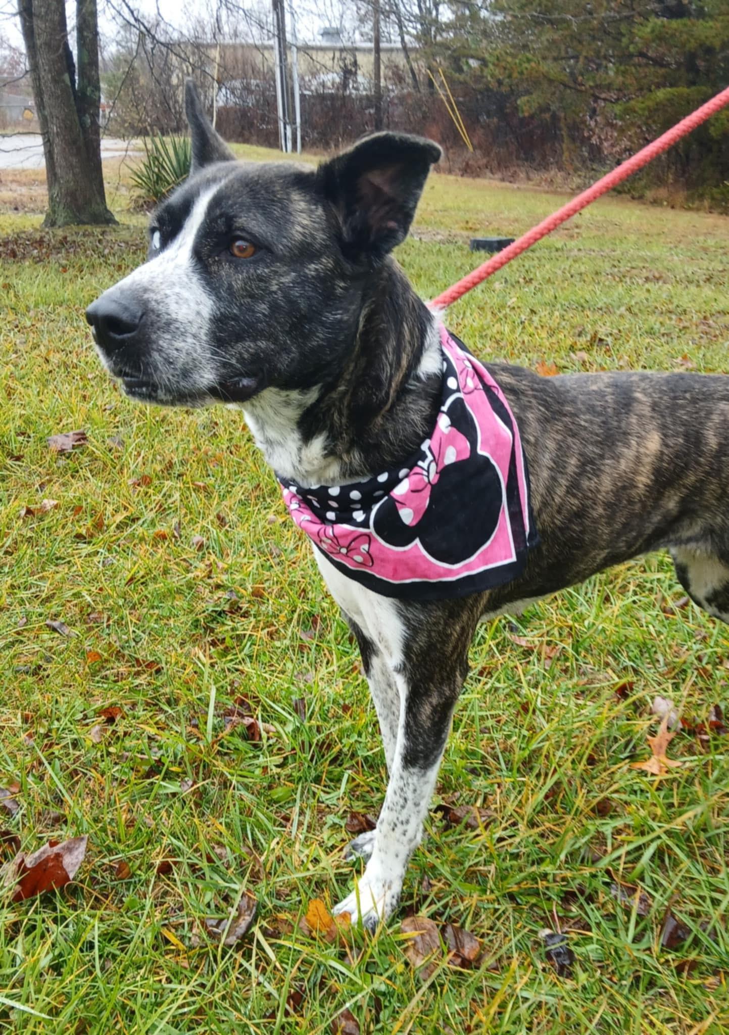Willow, ADOPTABLE, Adult Female Akita.