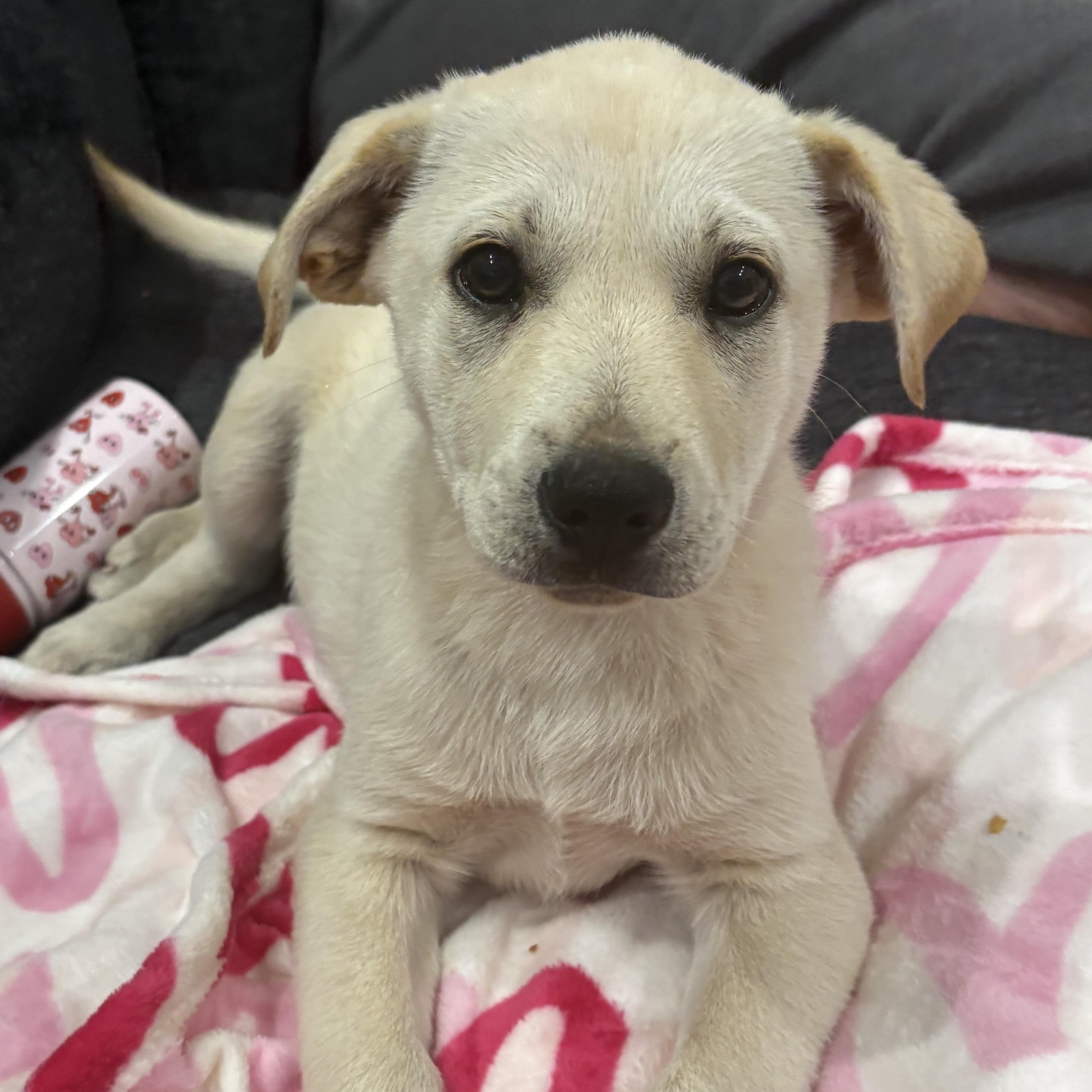 Marley, a Adoptable mixed breed in Chatham, NJ image 1/4