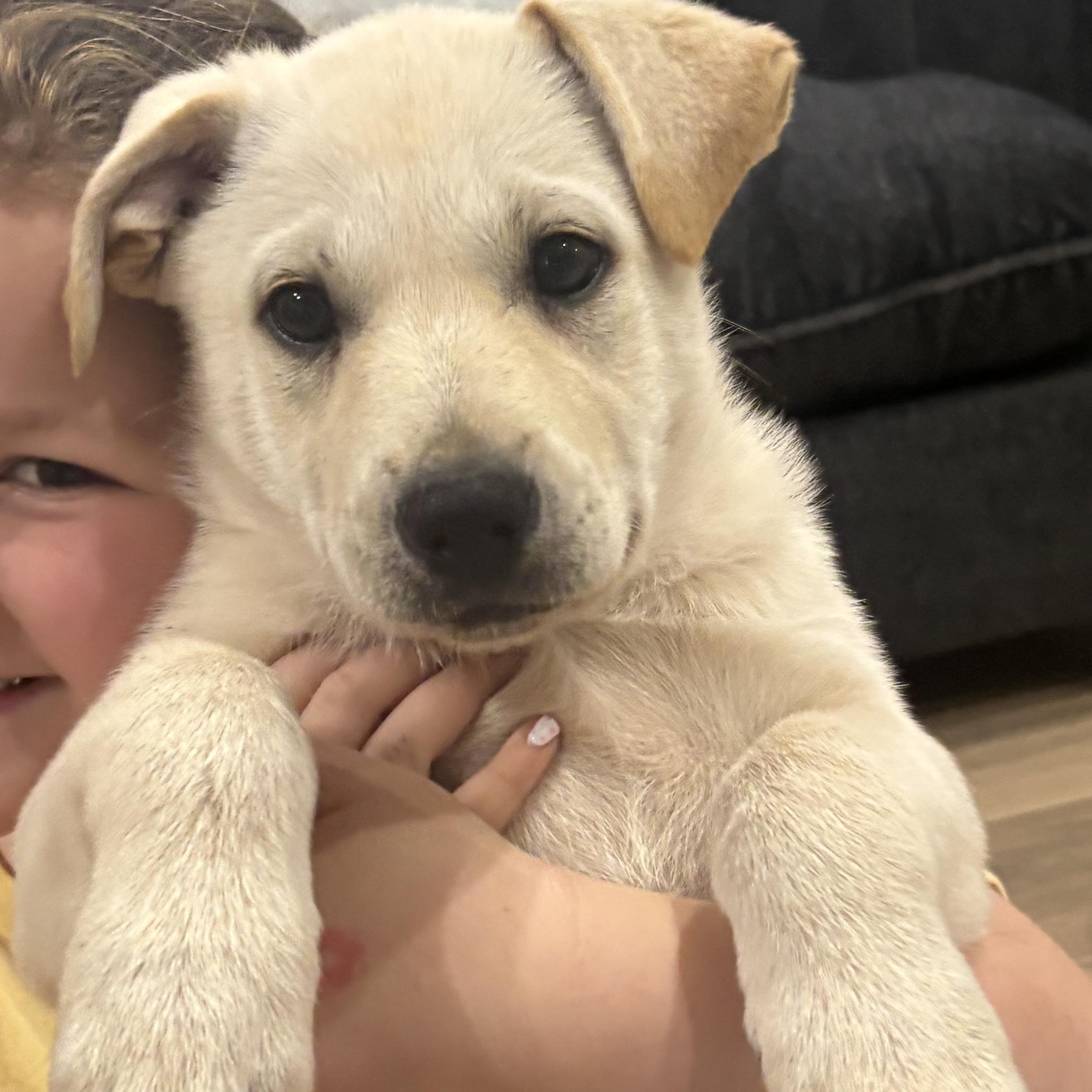 Marley, a Adoptable mixed breed in Chatham, NJ image 4/4