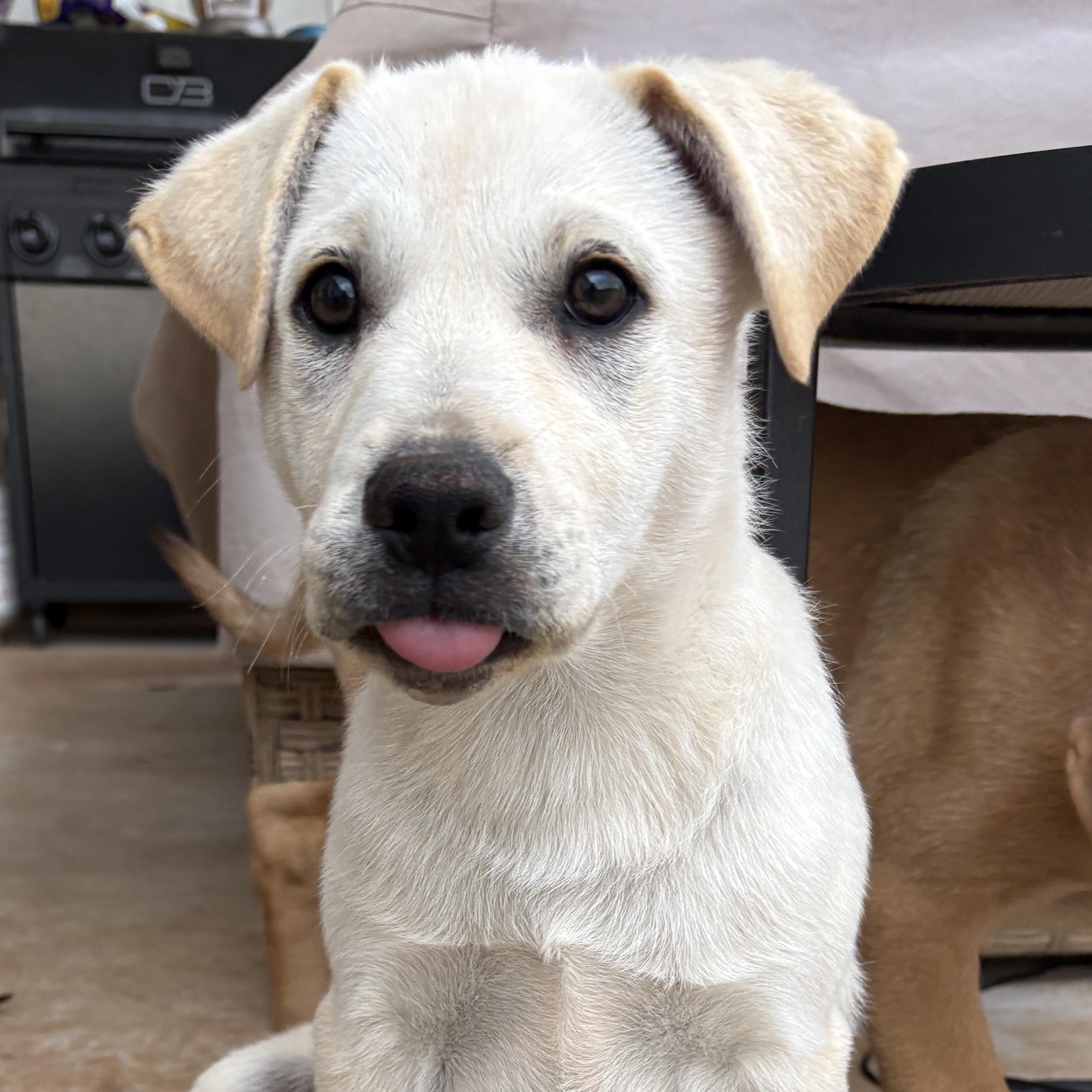 Marley, a Adoptable mixed breed in Chatham, NJ image 3/4