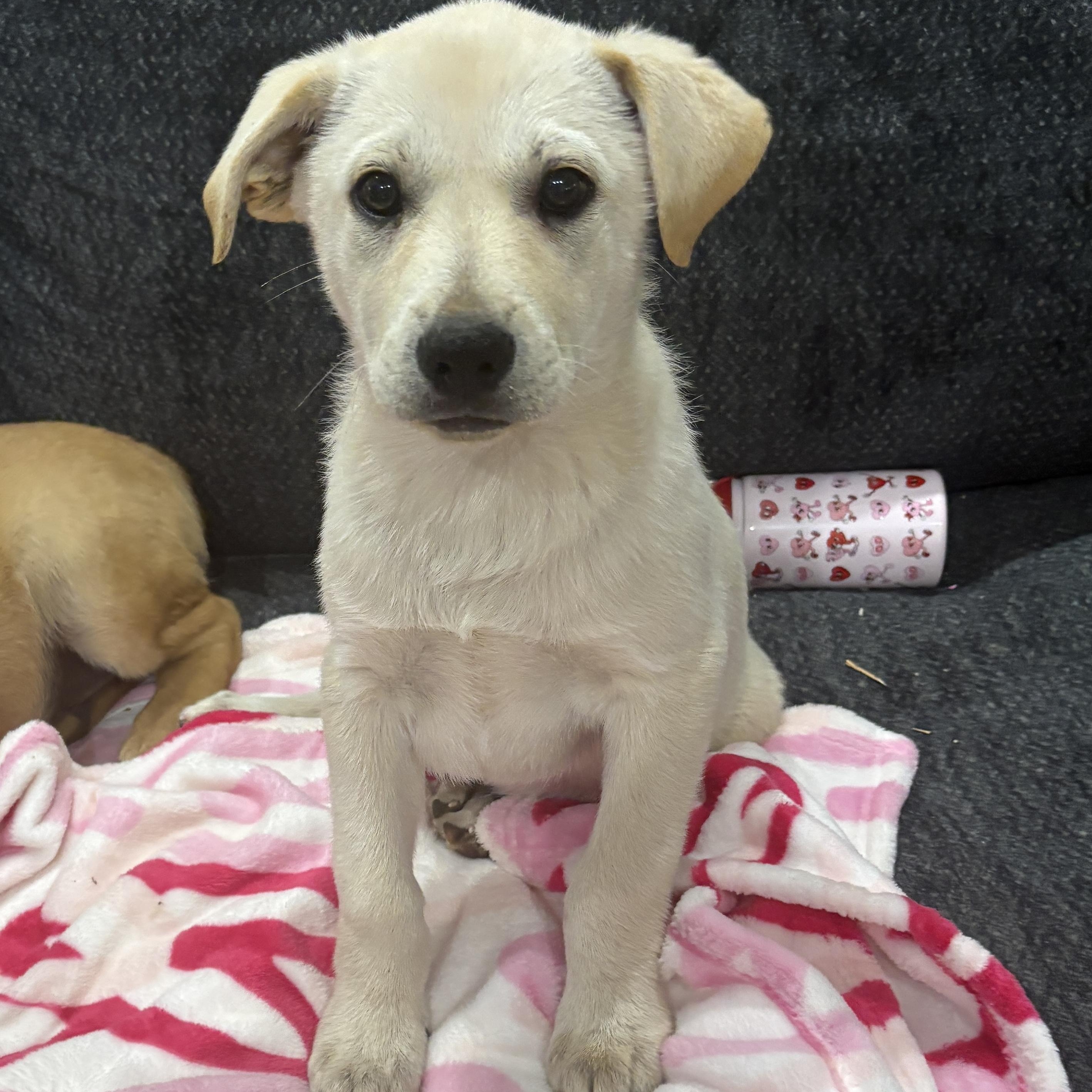Marley, a Adoptable mixed breed in Chatham, NJ image 2/4