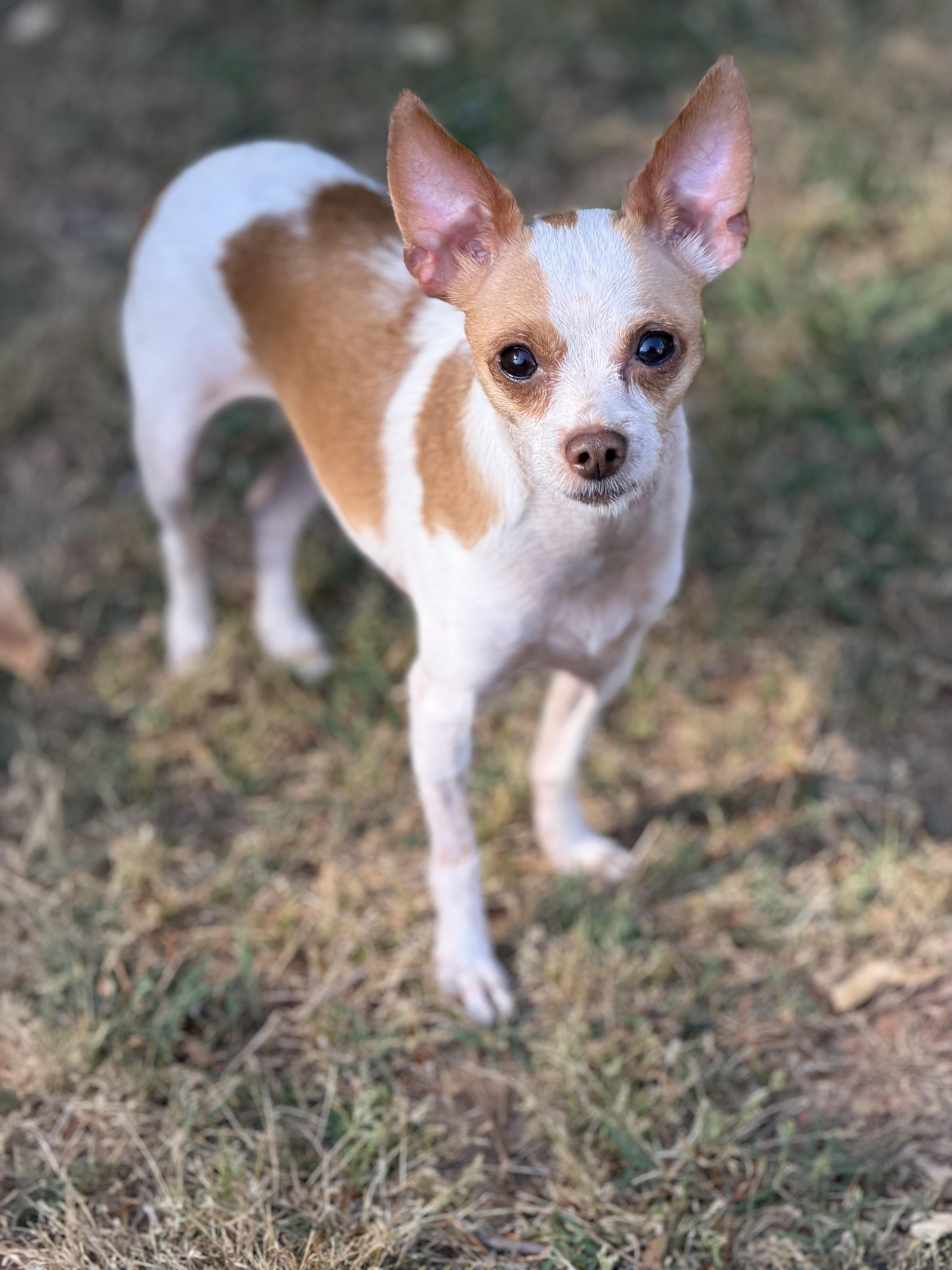 Enlarge JJ, an adopted mixed breed in Atlanta, GA image 4/4