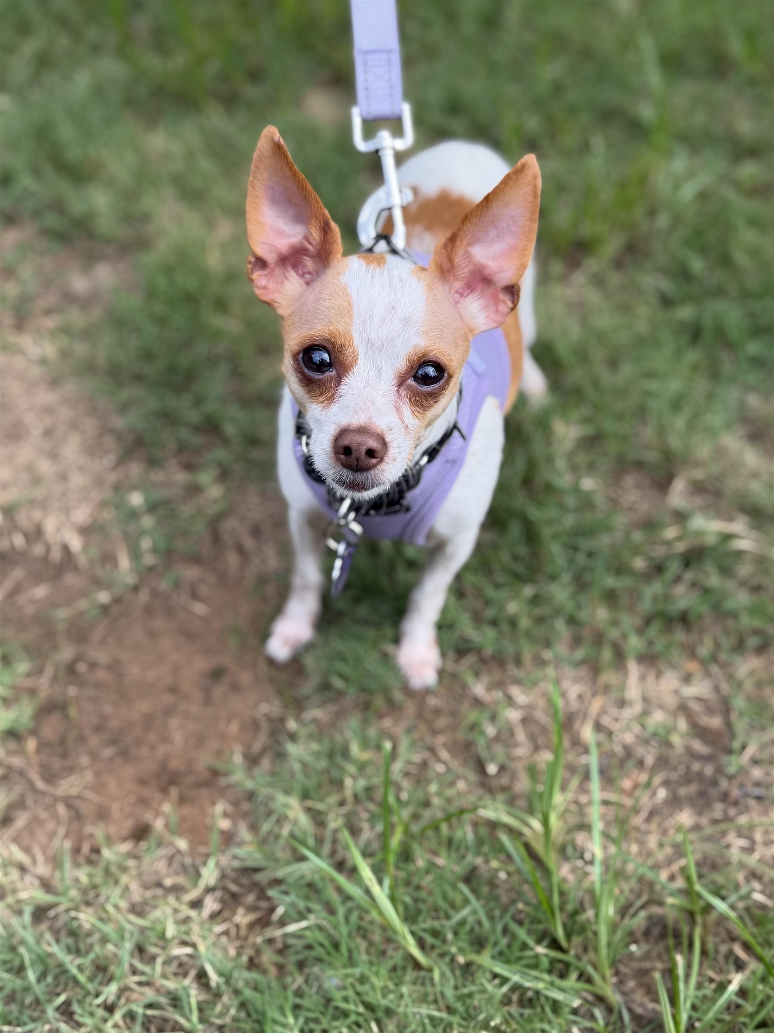 Enlarge JJ, an adopted mixed breed in Atlanta, GA image 2/4