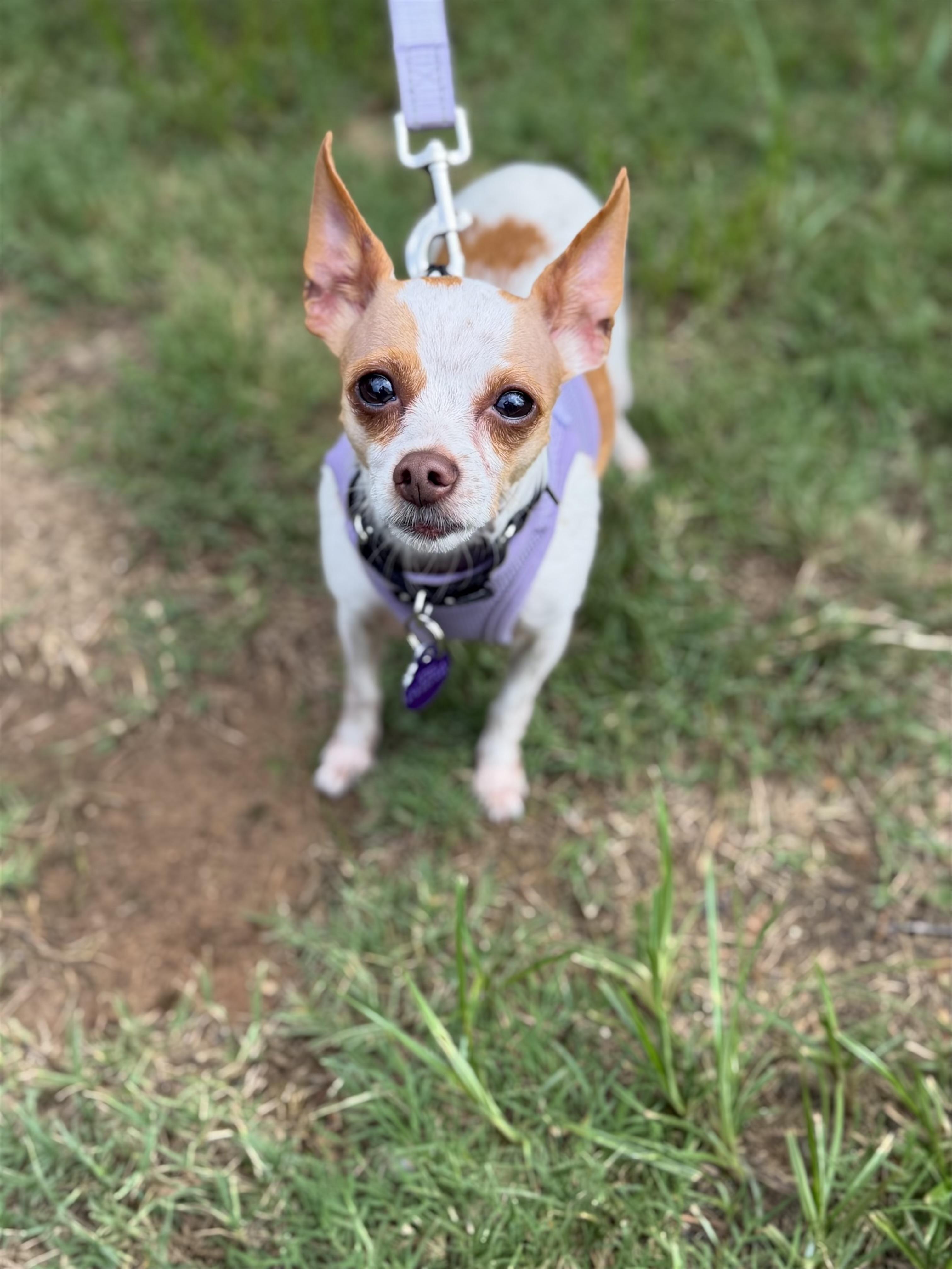 JJ, adopted, Adult Male Chihuahua.
