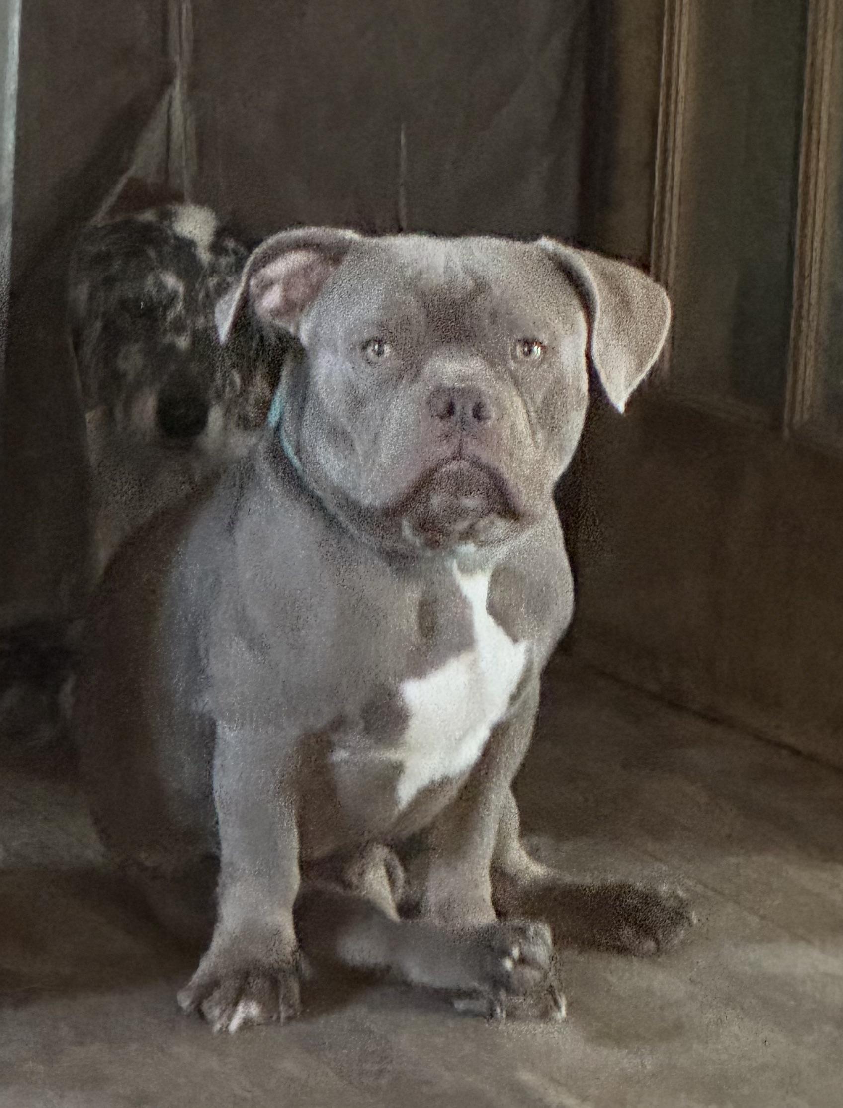 Jimbo, ADOPTABLE, Young Male Bulldog & Pit Bull Terrier.