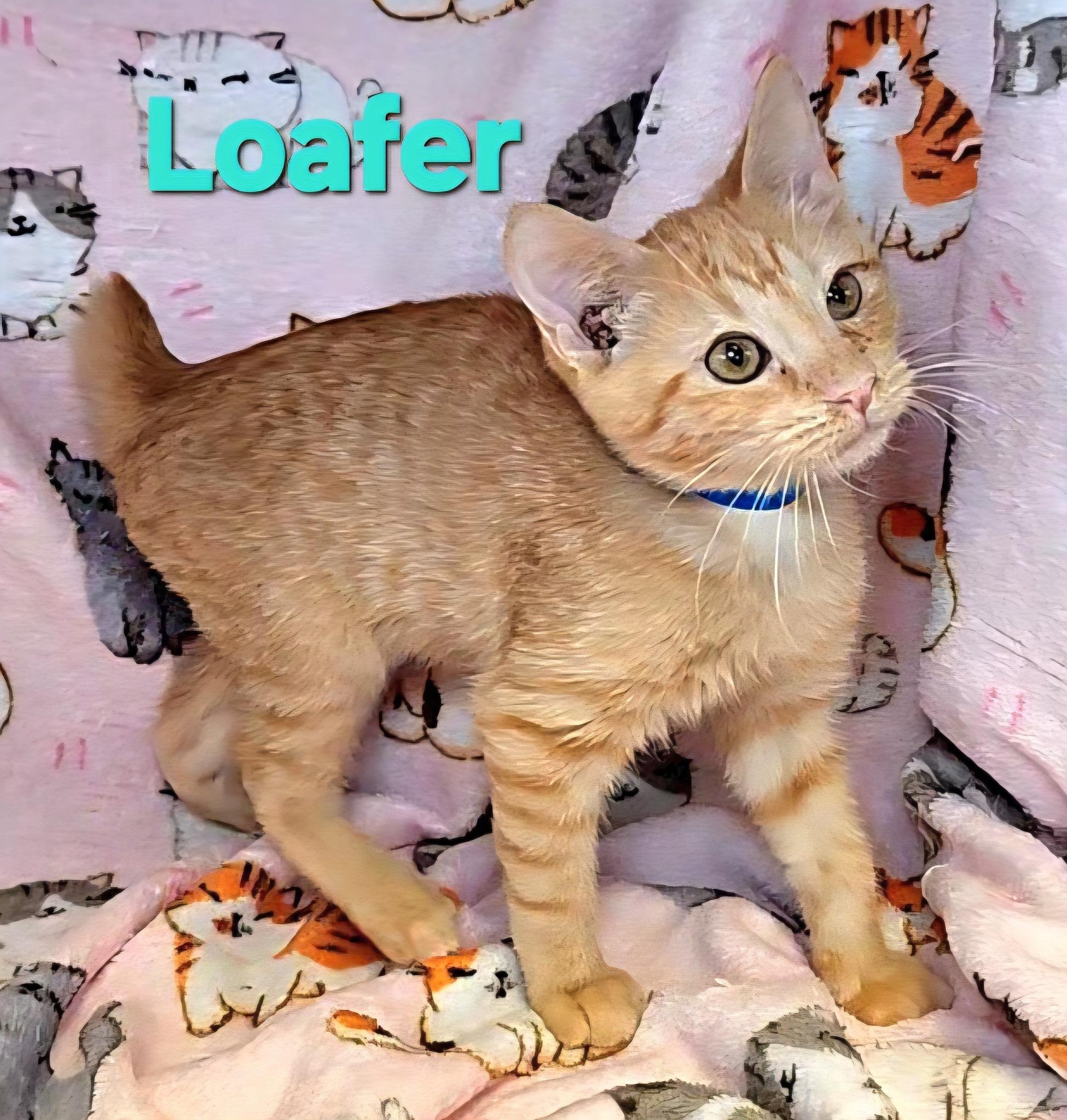 Loafer