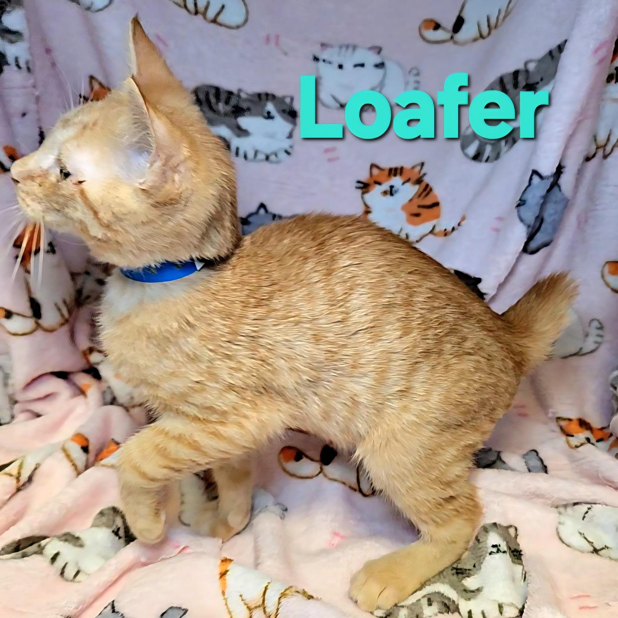 Loafer